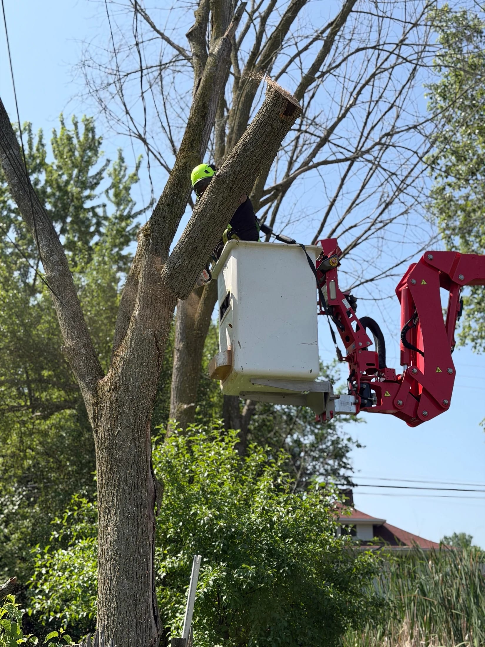 Bucket lift pruning near power lines Buffalo NY