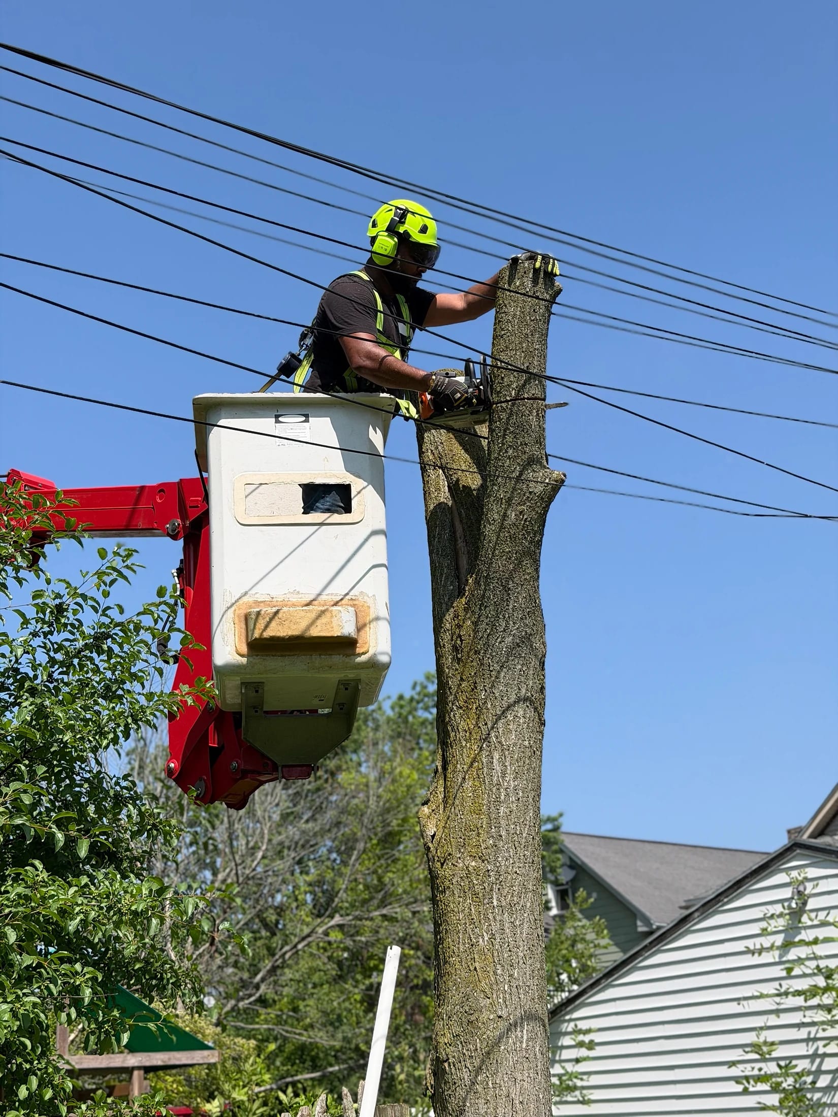 Tree removal near power lines Buffalo NY