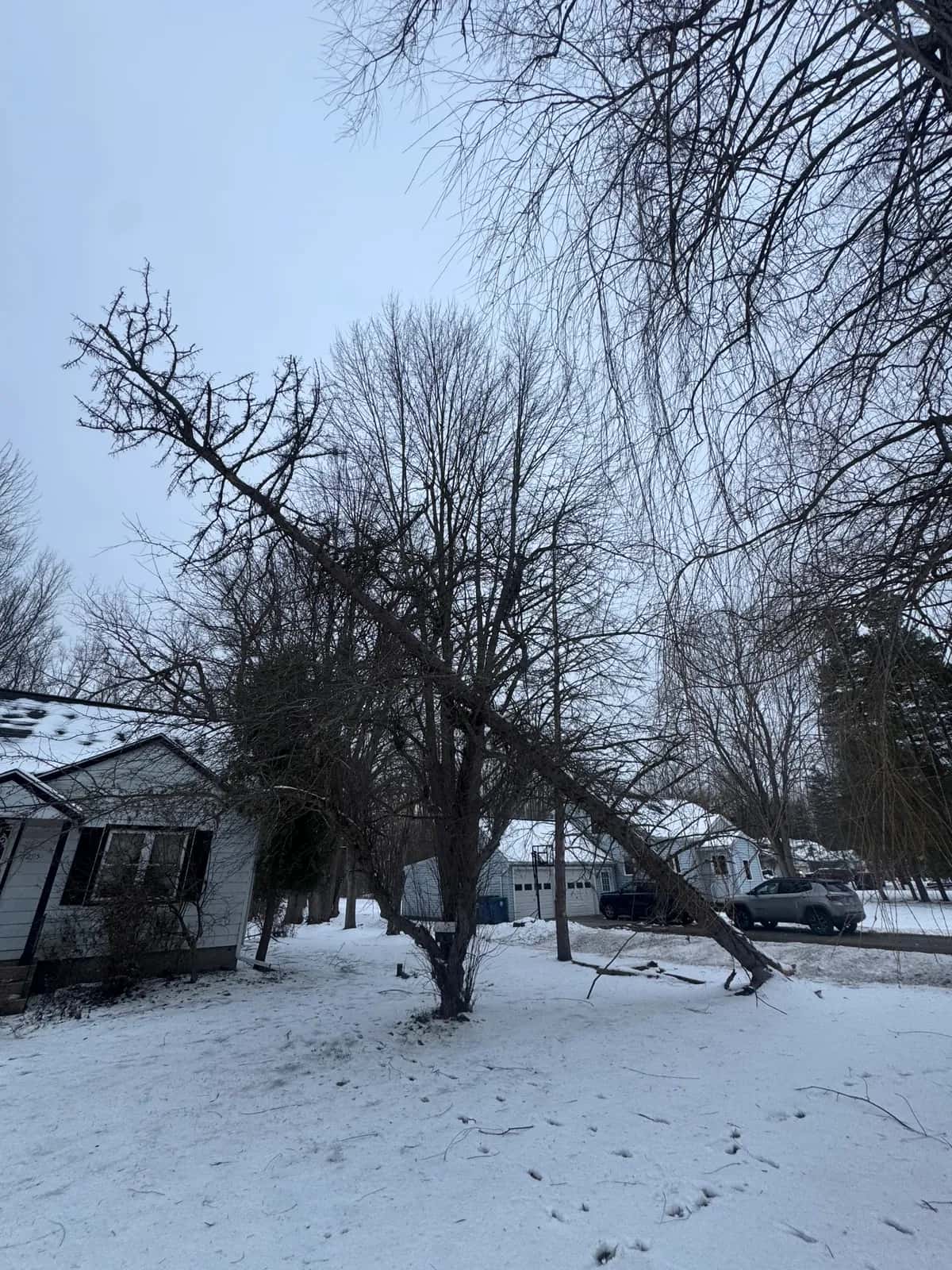 Tree removal Buffalo NY professional crew