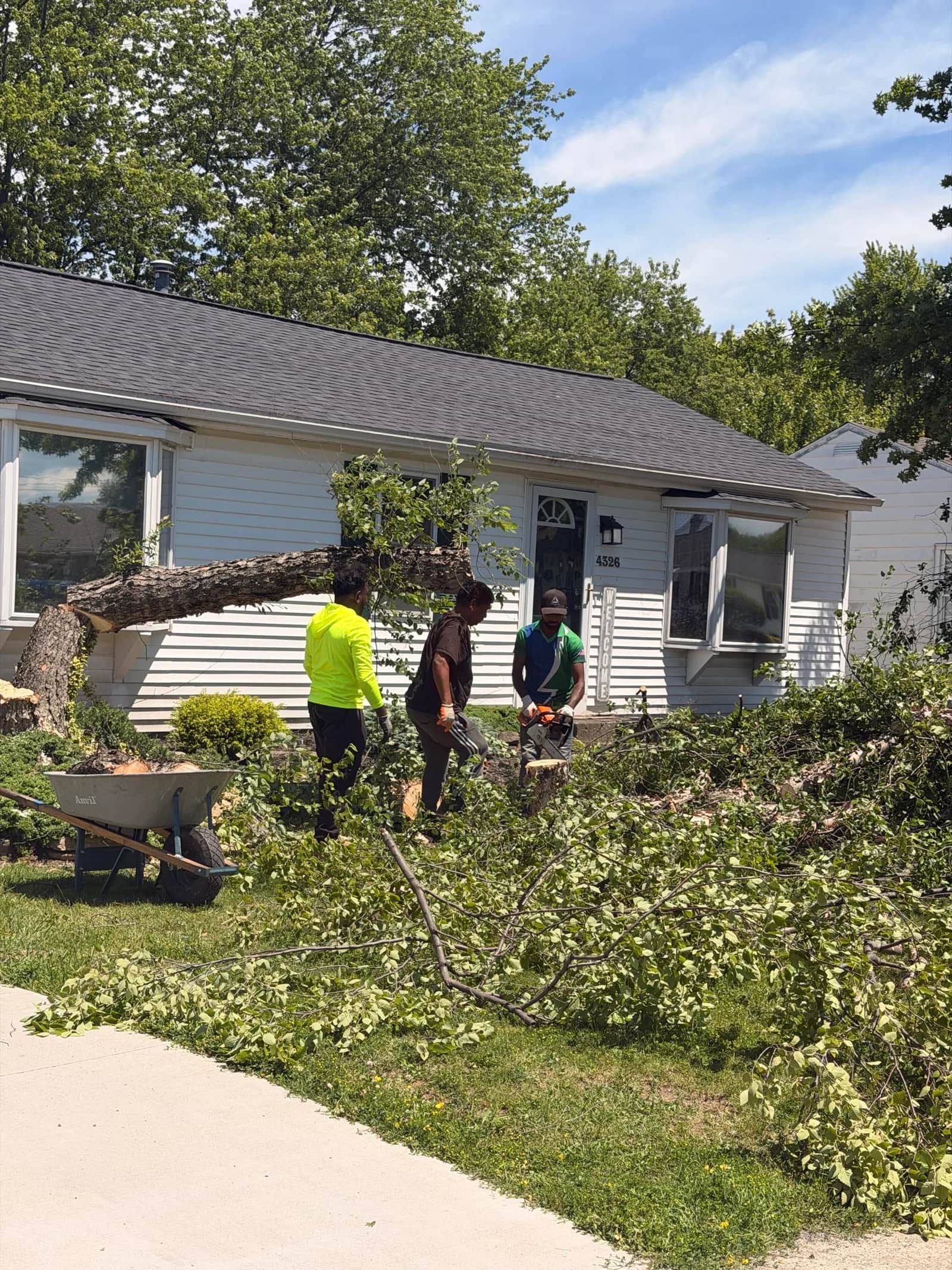 Fallen Tree Removal Cost & What Happens Next