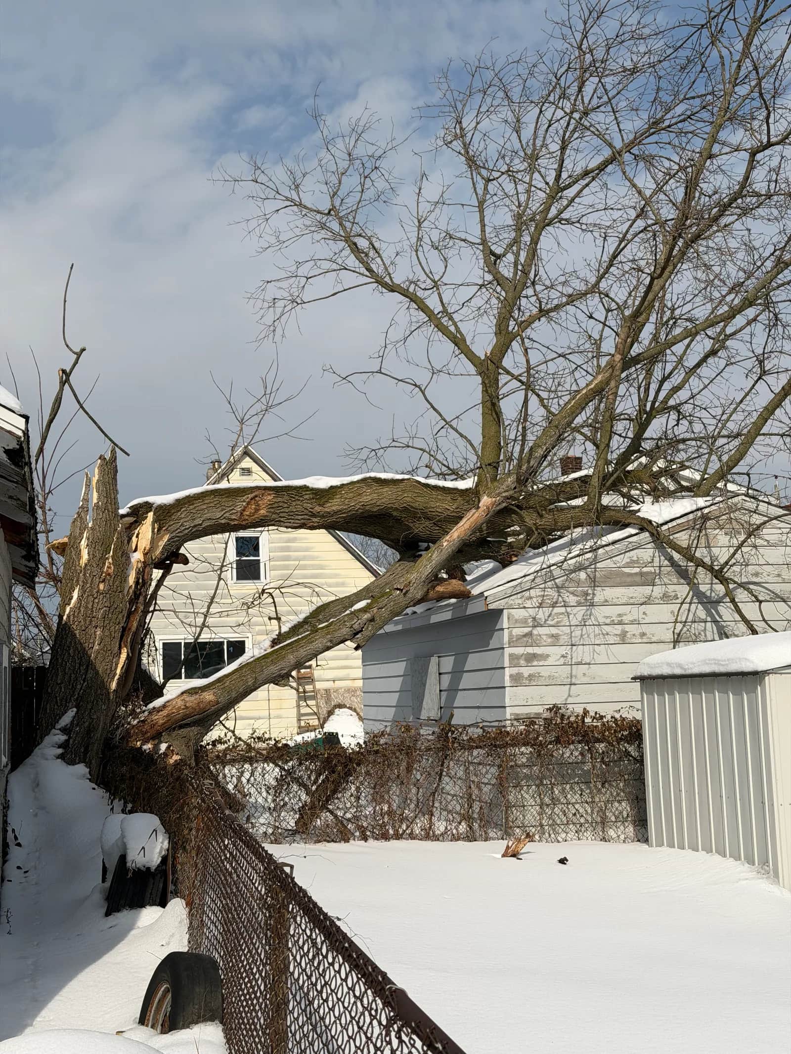Is a Leaning Tree Dangerous? Buffalo Homeowner Guide