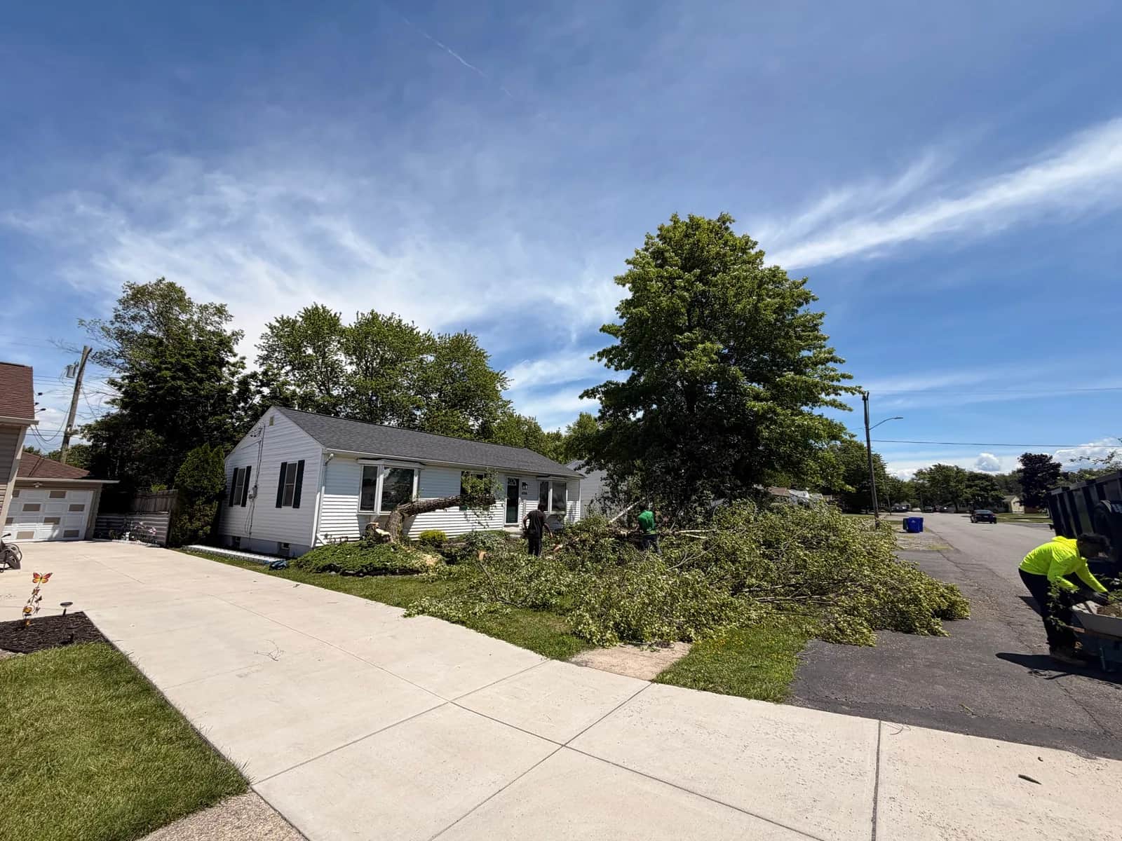 Residential Tree Removal in Buffalo NY: What to Expect