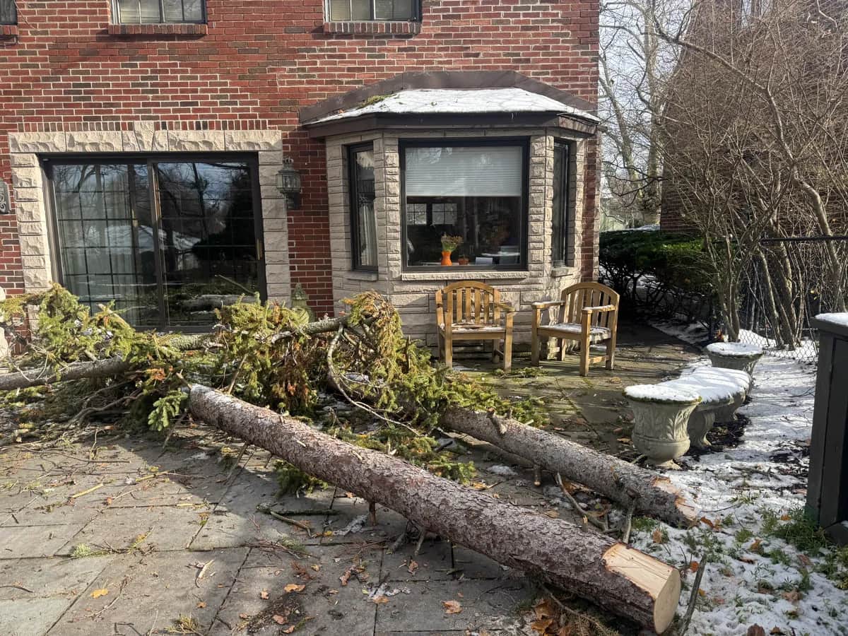 Stump Grinding Before After project in Buffalo NY