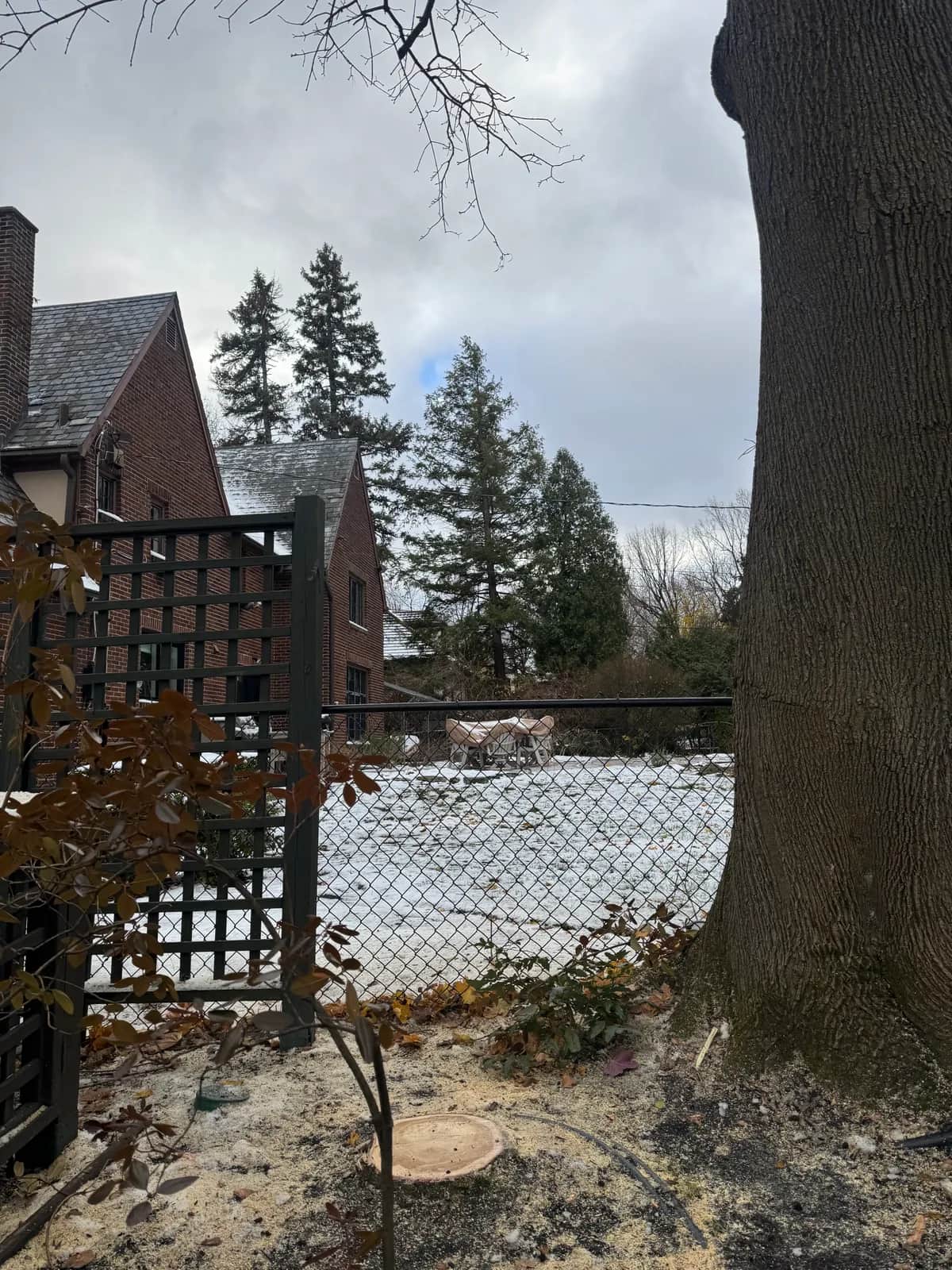 Tree Removal Ash Tree project in Buffalo NY