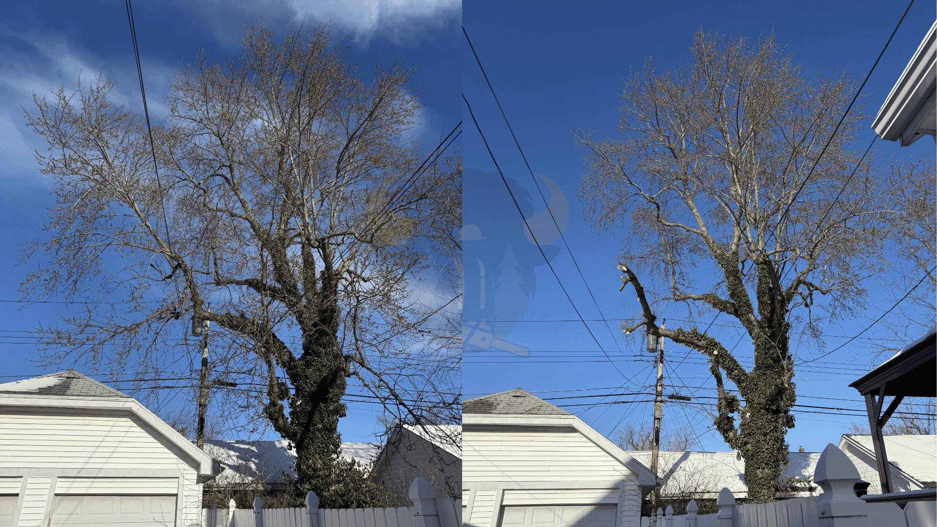 Tree Trimming