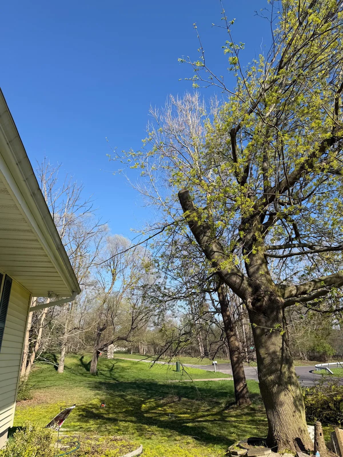 low cost tree removal problems Buffalo NY