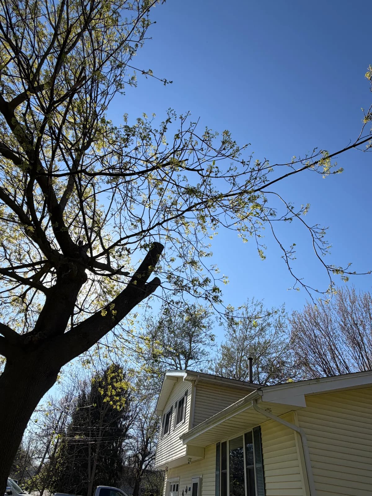 unsafe tree removal contractors Buffalo NY