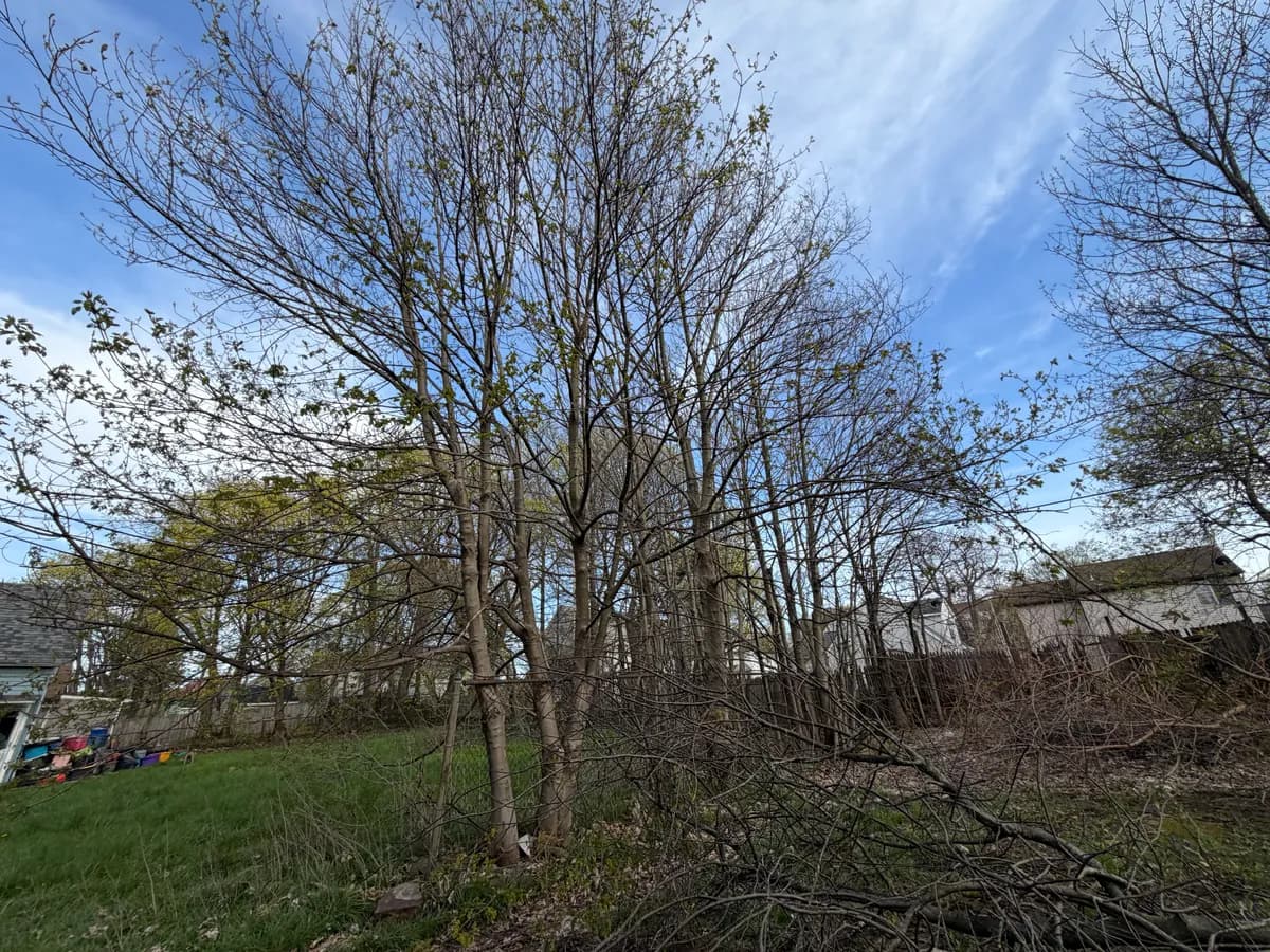 tree removal insurance issues Buffalo NY