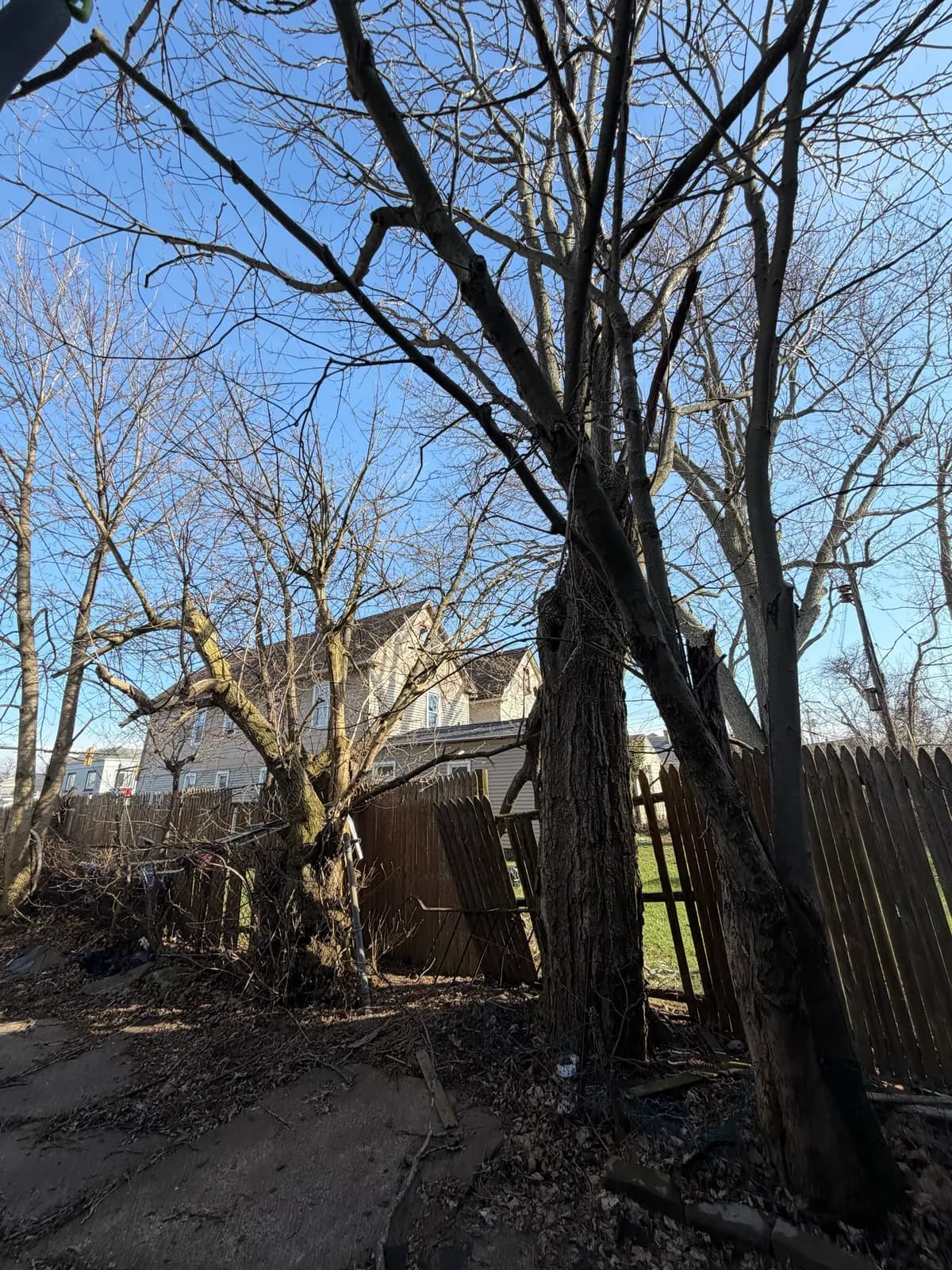 Fallen tree hung up against another tree and pressing on a wooden fence in Buffalo NY