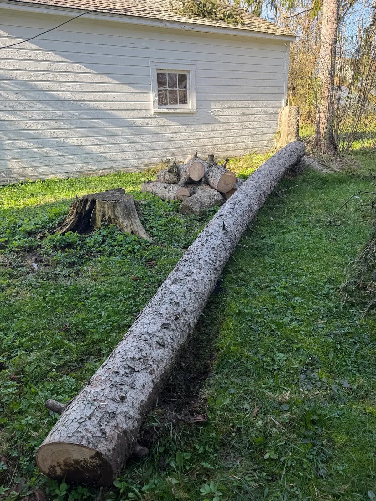 Long fallen tree trunk lying beside a shed after storm damage tree removal prep in Buffalo NY