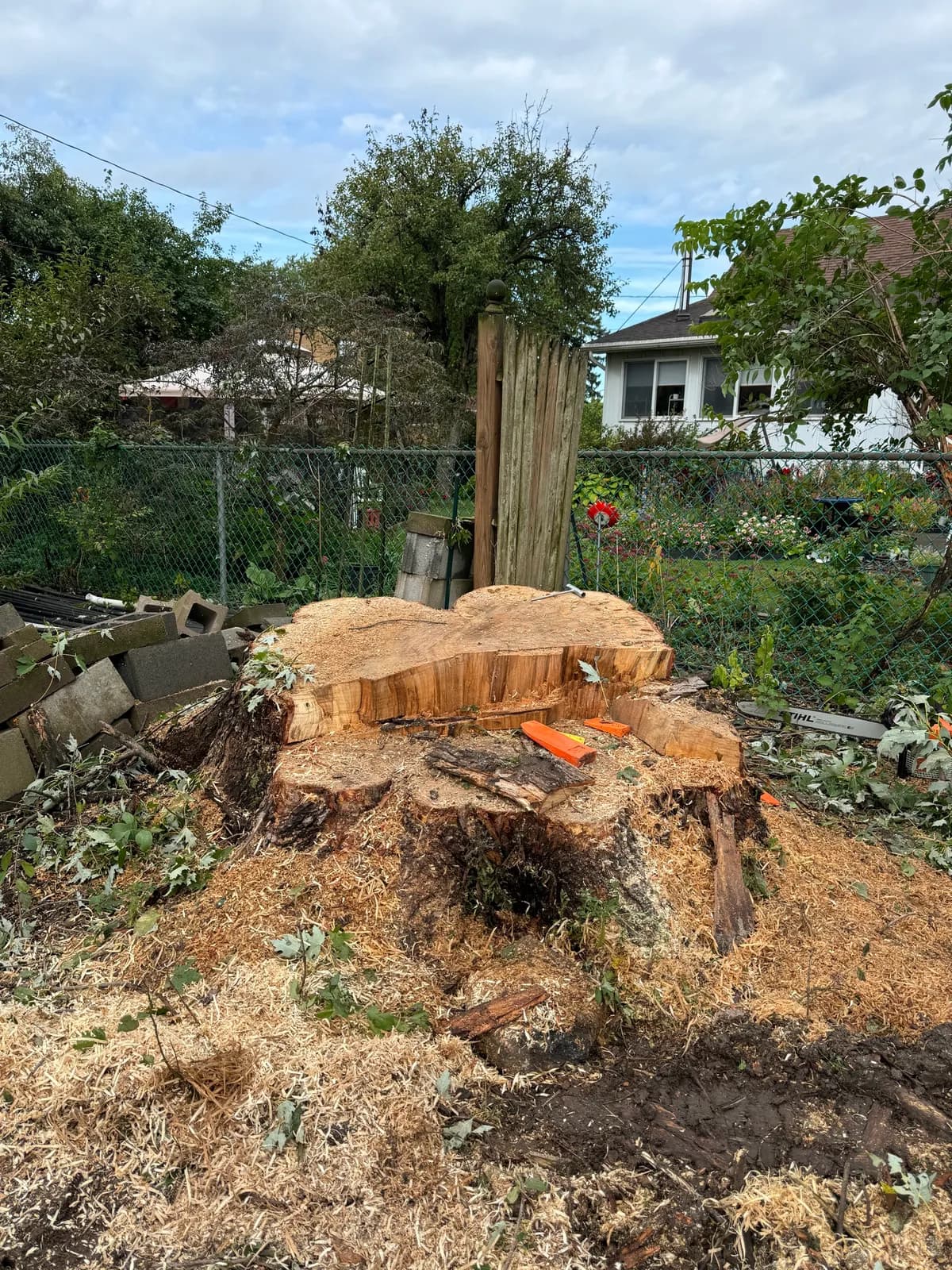 Large freshly cut tree stump showing the scale of wood left after large tree removal in Buffalo NY