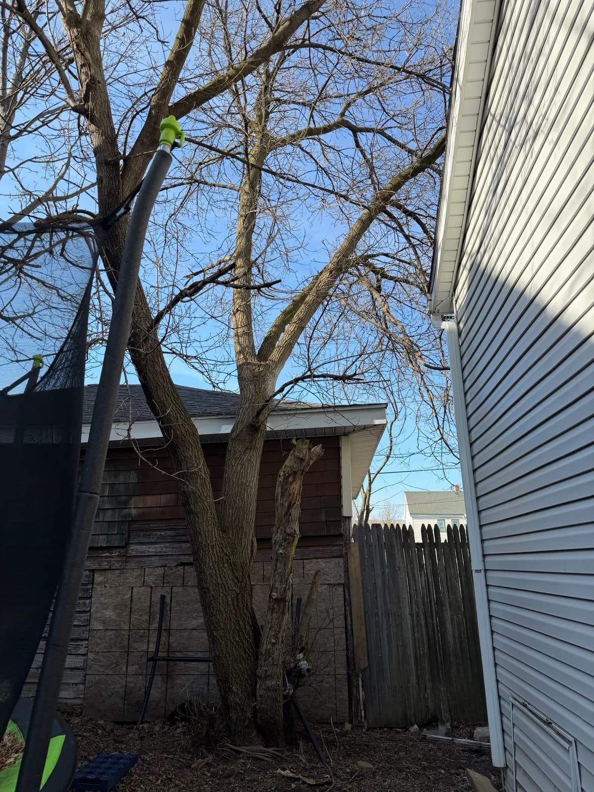 Small residential tree in a tight Buffalo NY side yard between house, fence, and yard obstacles