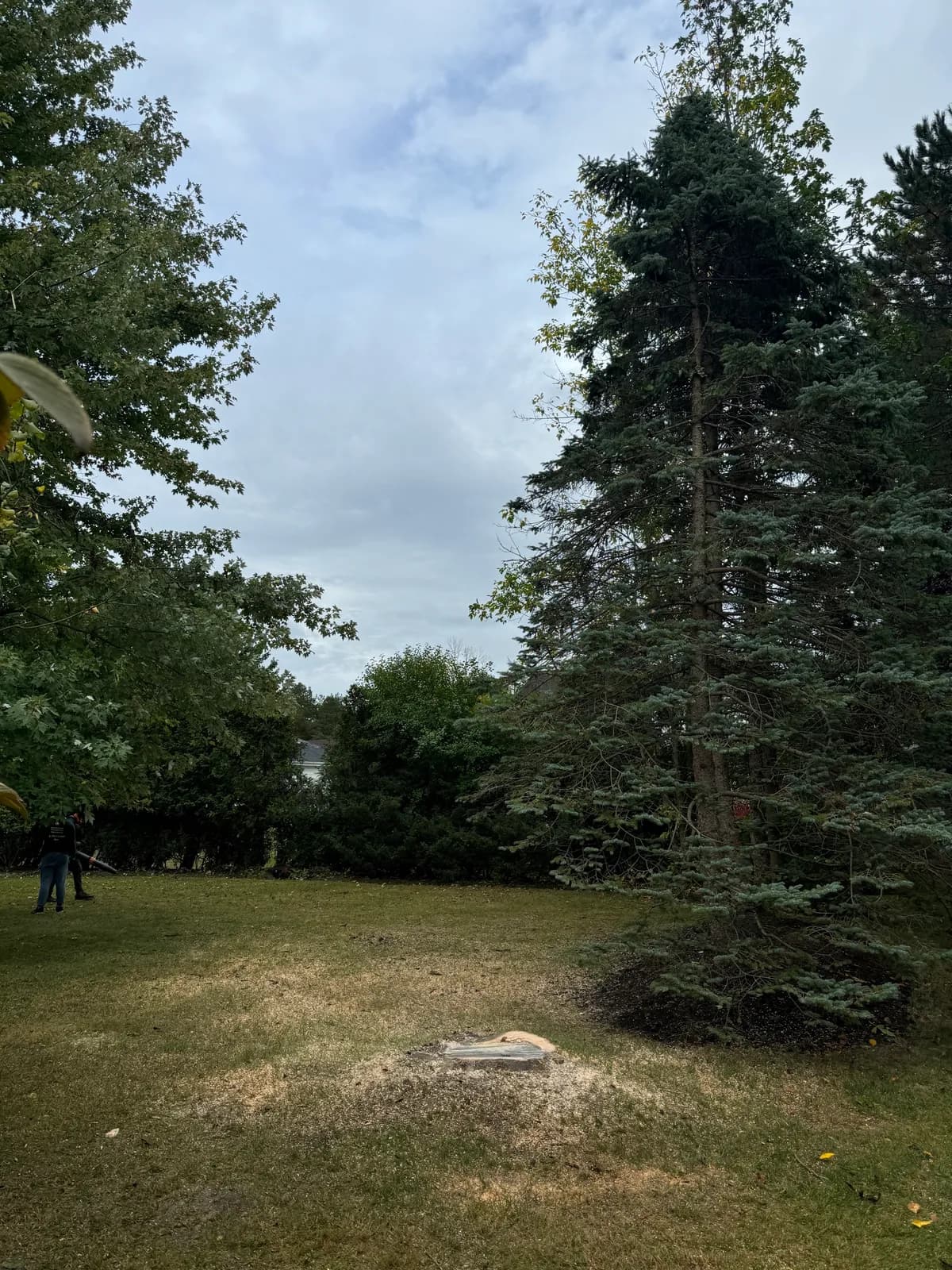 Freshly cut stump on a Buffalo NY lawn after branches and logs have been hauled away