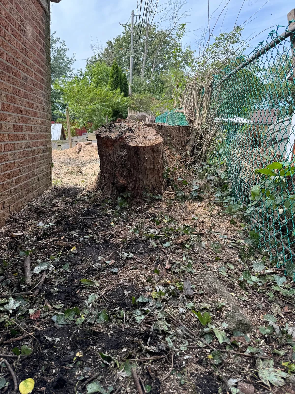 Sawdust and fine tree debris around a stump showing cleanup details after tree removal in Buffalo NY