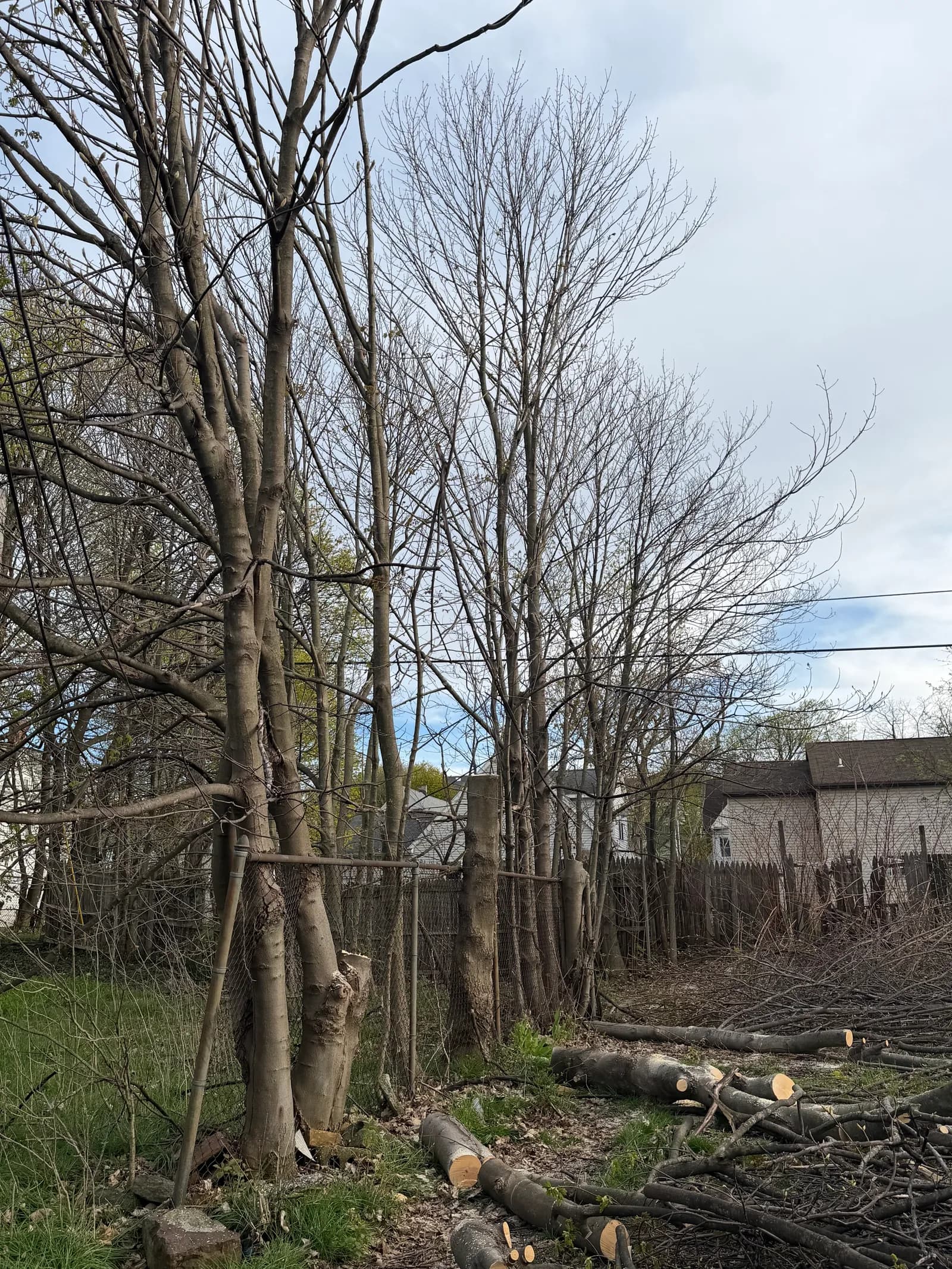 Tree trimming in Buffalo NY — crew working on a large maple
