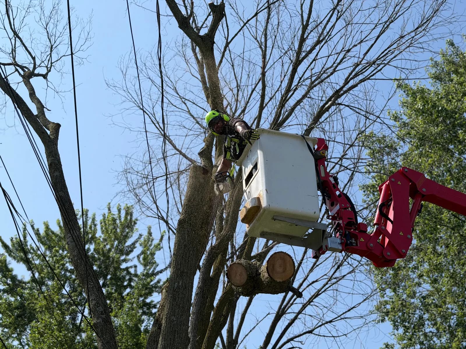Certified arborist tree assessment in Buffalo NY