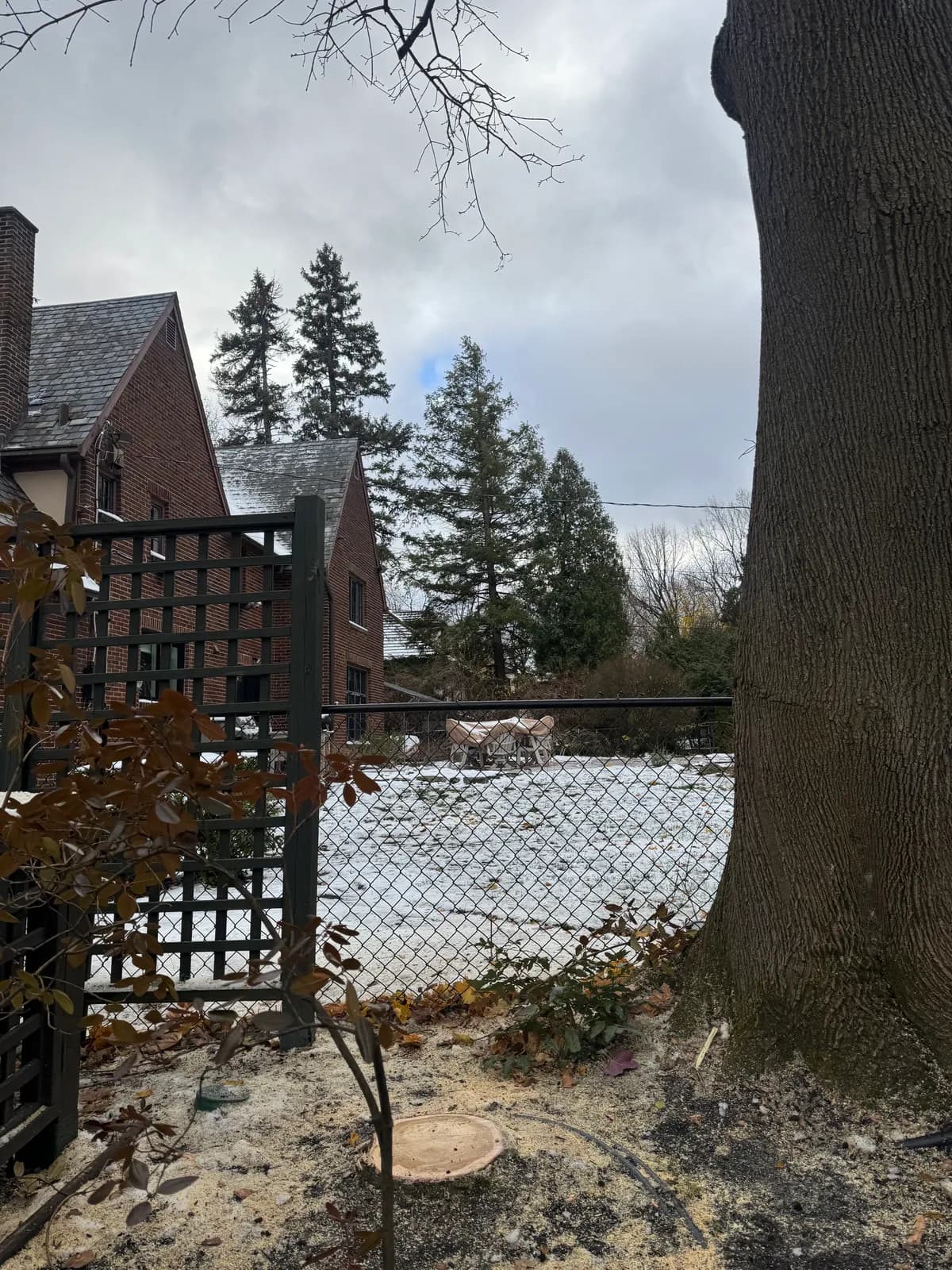 Tree installation in Buffalo NY — professional crew planting and establishing a new tree