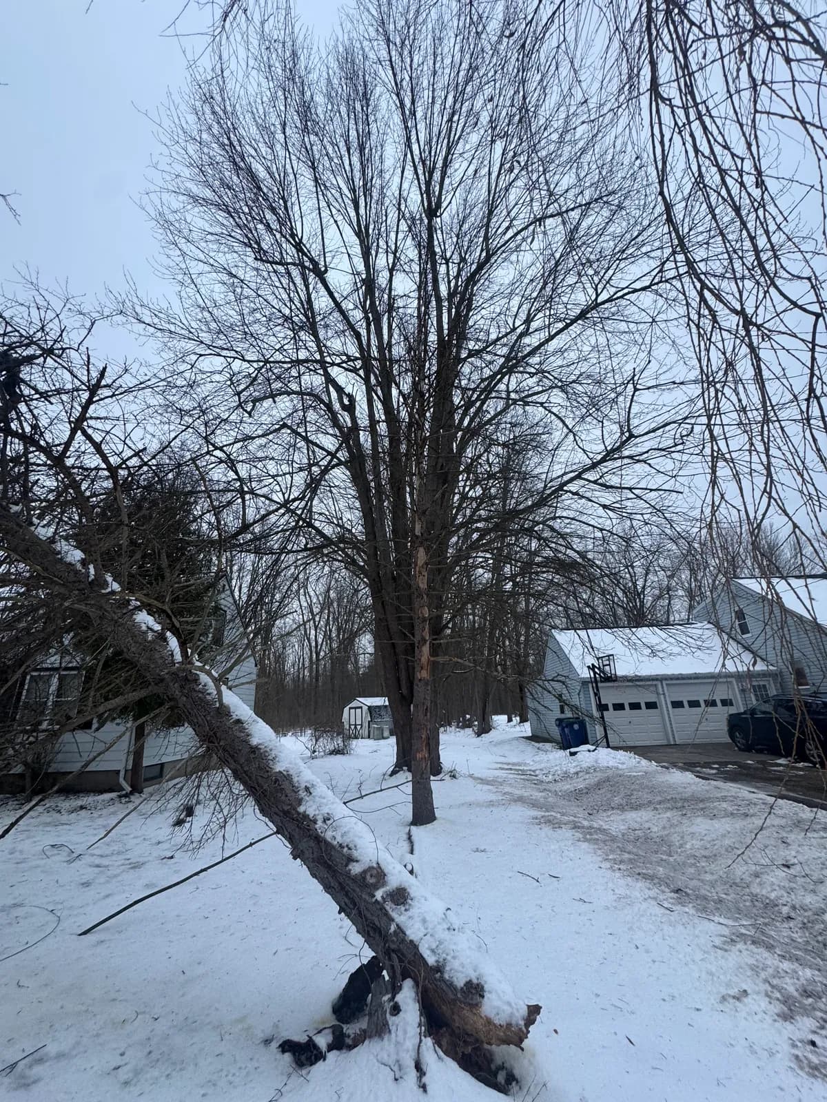 Professional commercial tree service crew in Western New York