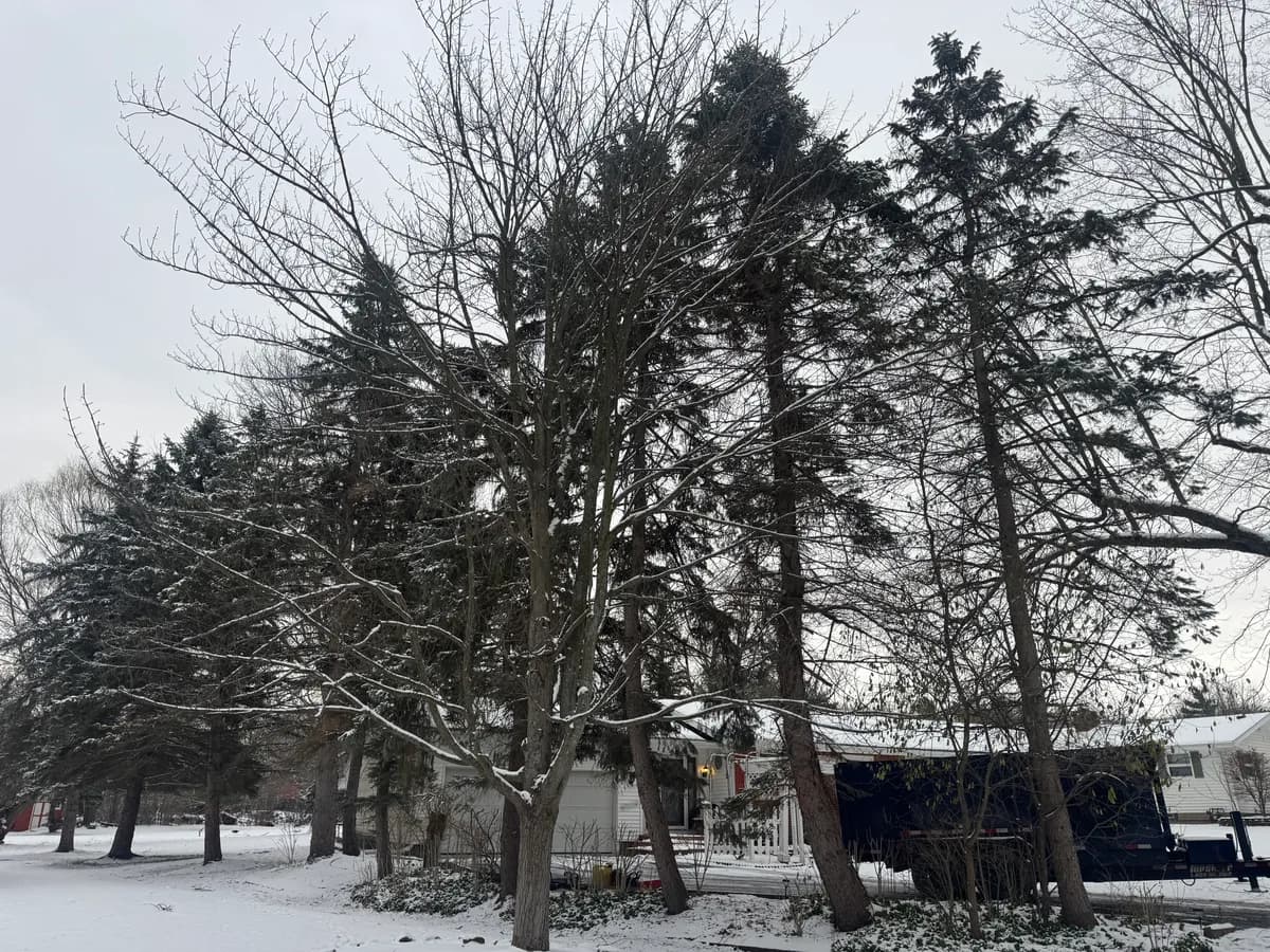 Tree removal crew and equipment in Buffalo NY