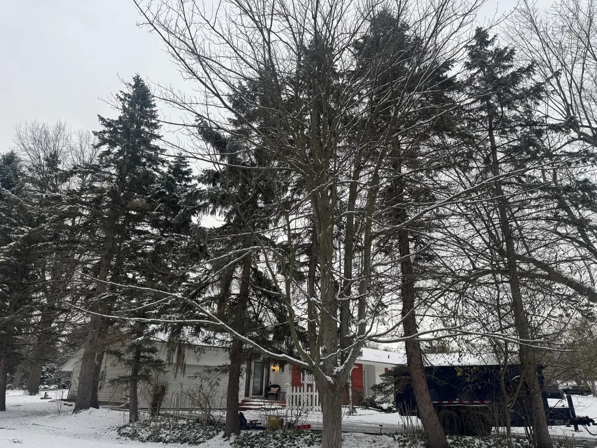 Tree removal in Buffalo NY — professional crew removing a large oak tree