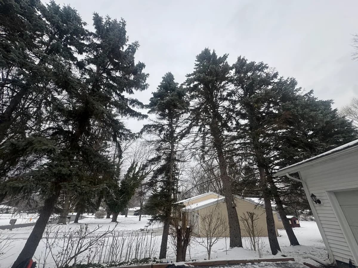 Tree service crew working across Buffalo NY and Western New York