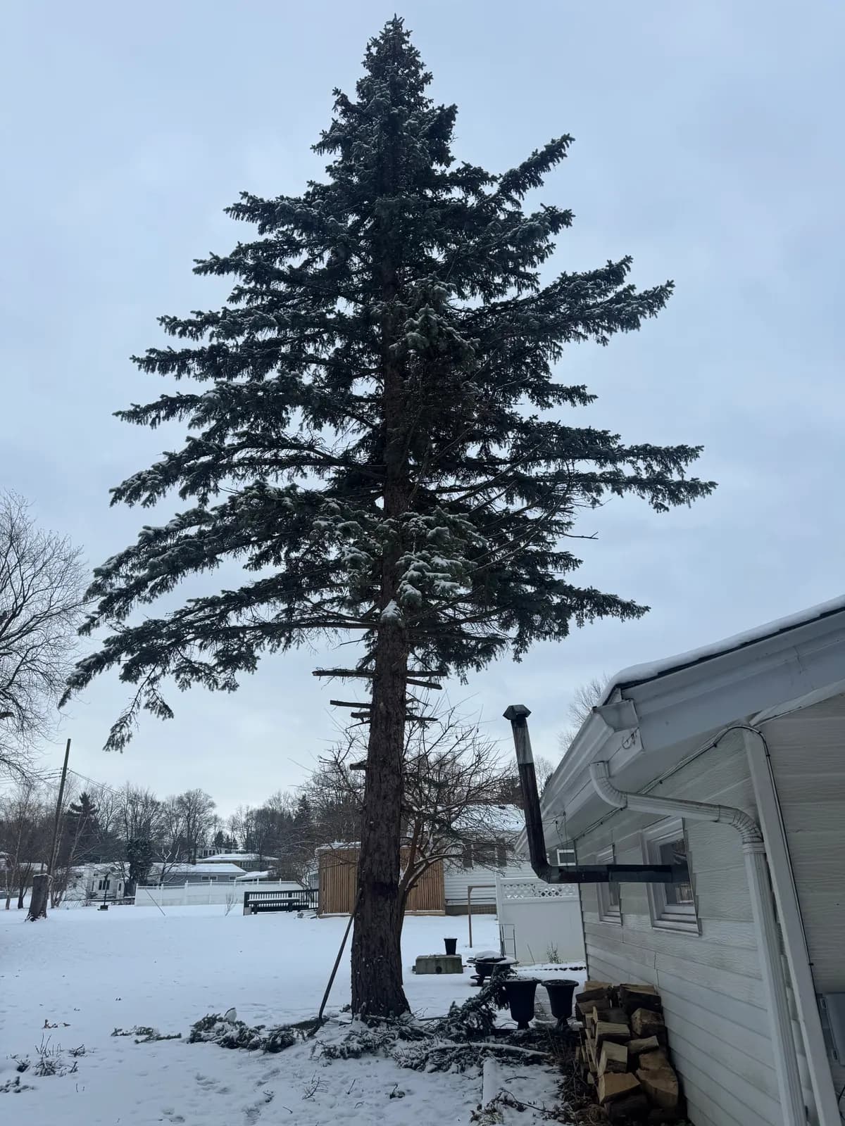 Professional tree removal crew in Western New York