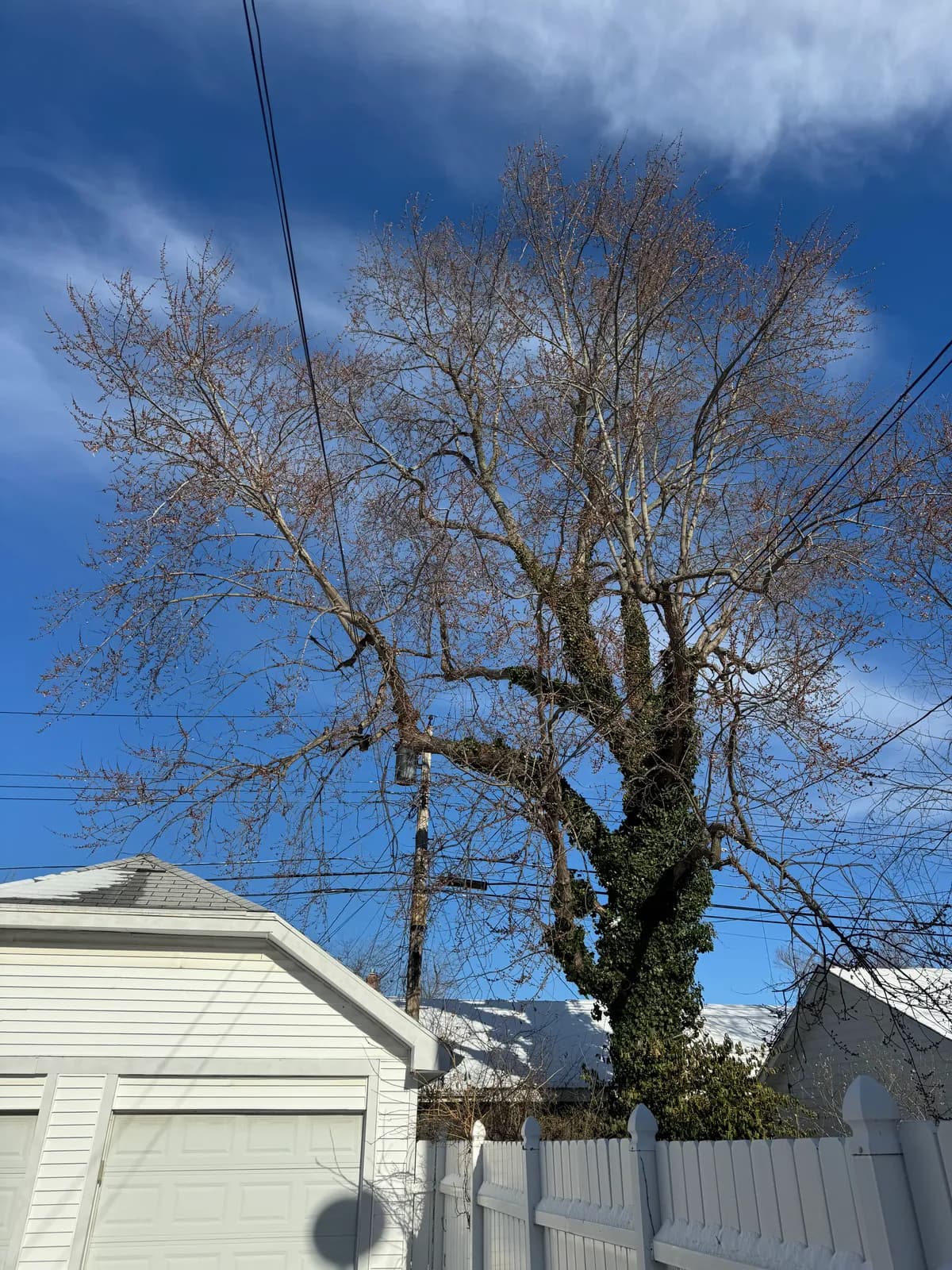 Professional tree service in amherst crew in Western New York