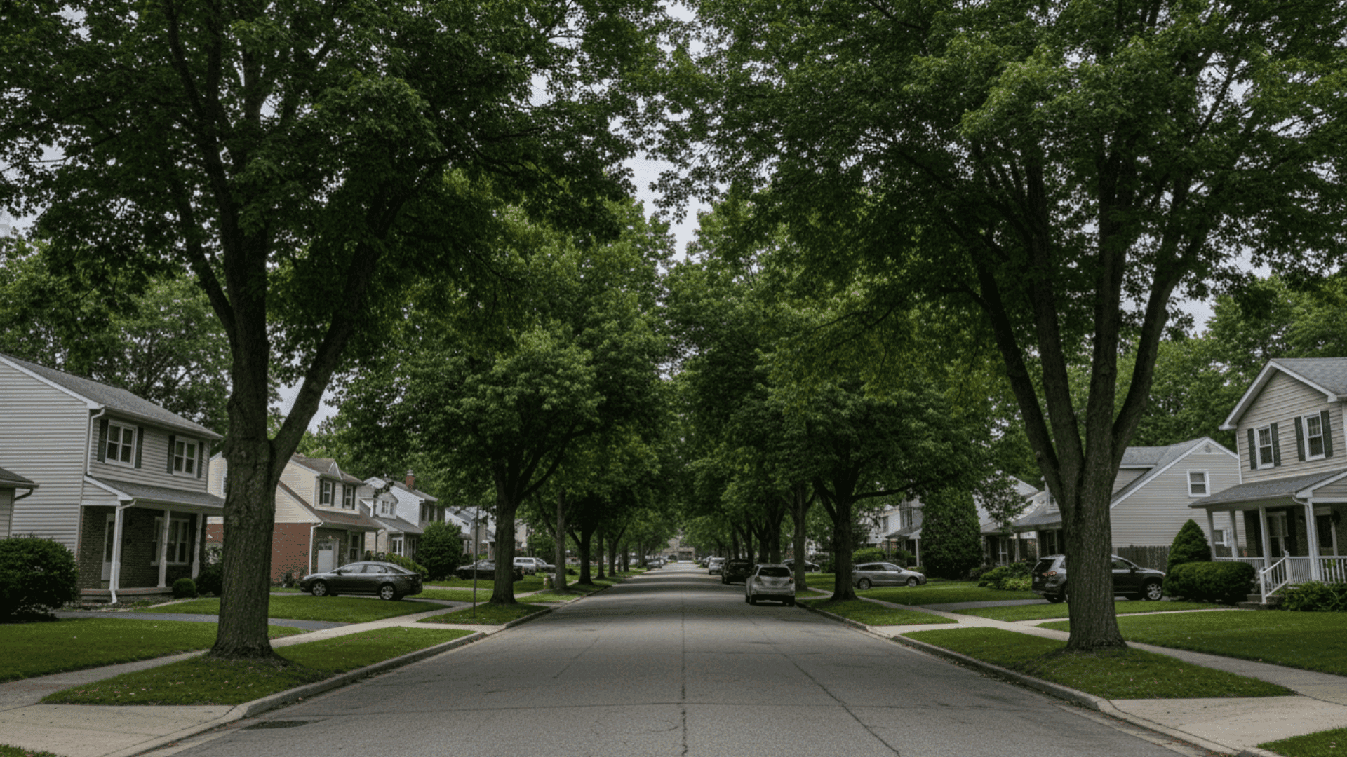 Tree service in Hamburg in Buffalo NY
