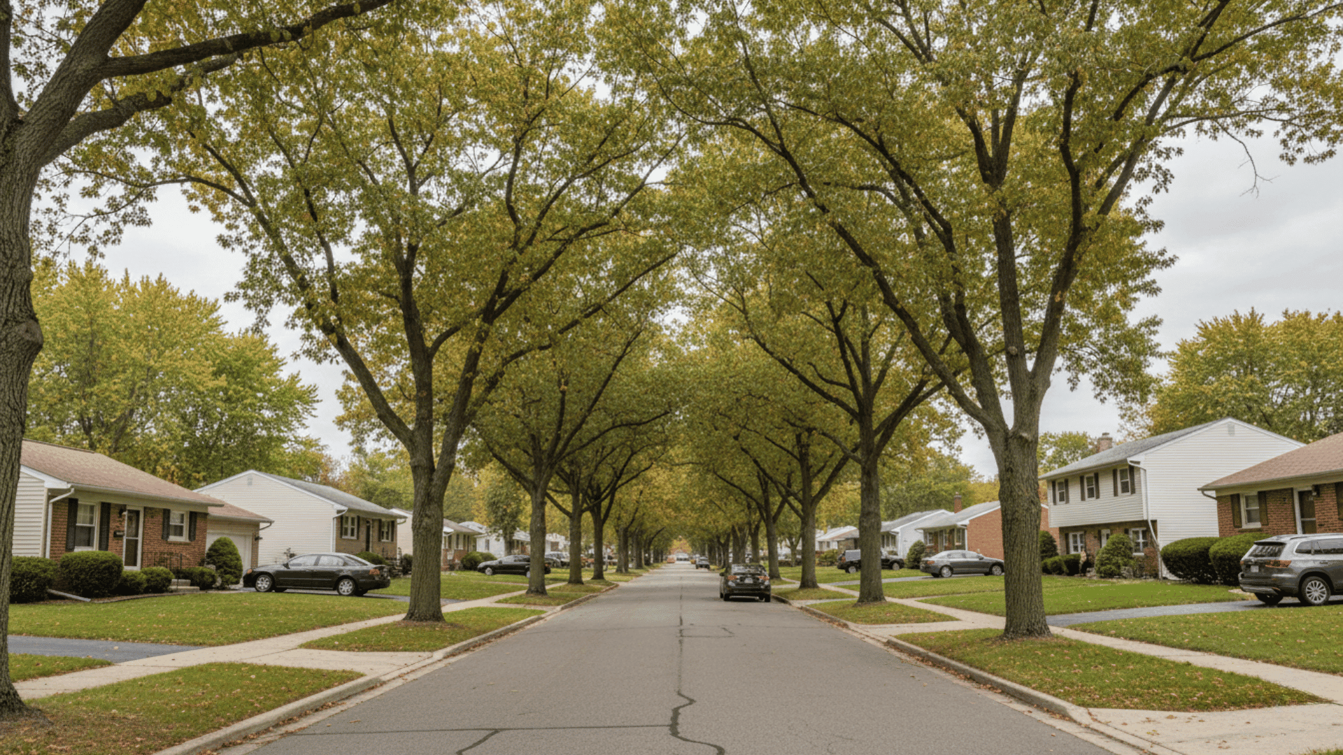 Tree service in Tonawanda in Buffalo NY