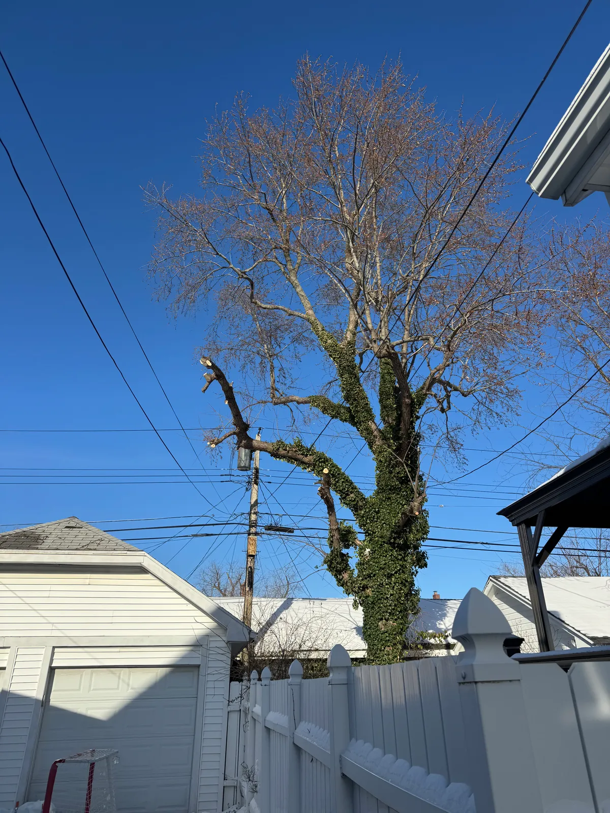 Tree service across Buffalo NY and Western New York neighborhoods