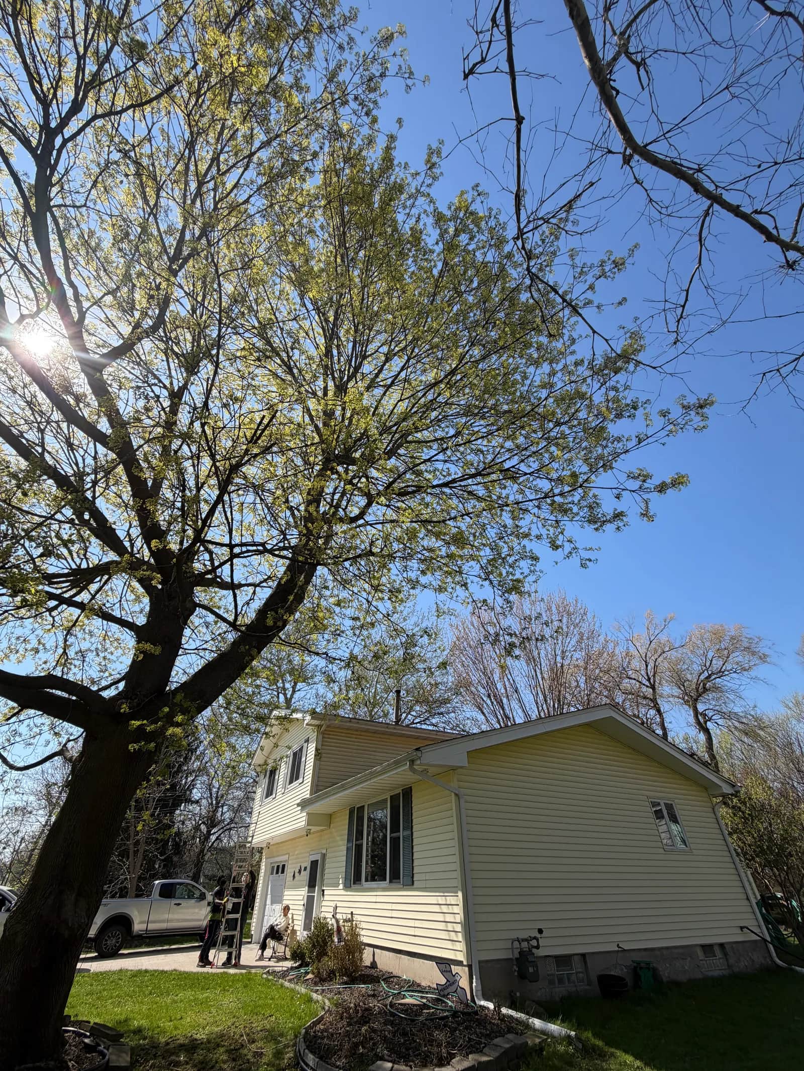 Why Cheap Tree Removal Can Cost More Later in Buffalo NY