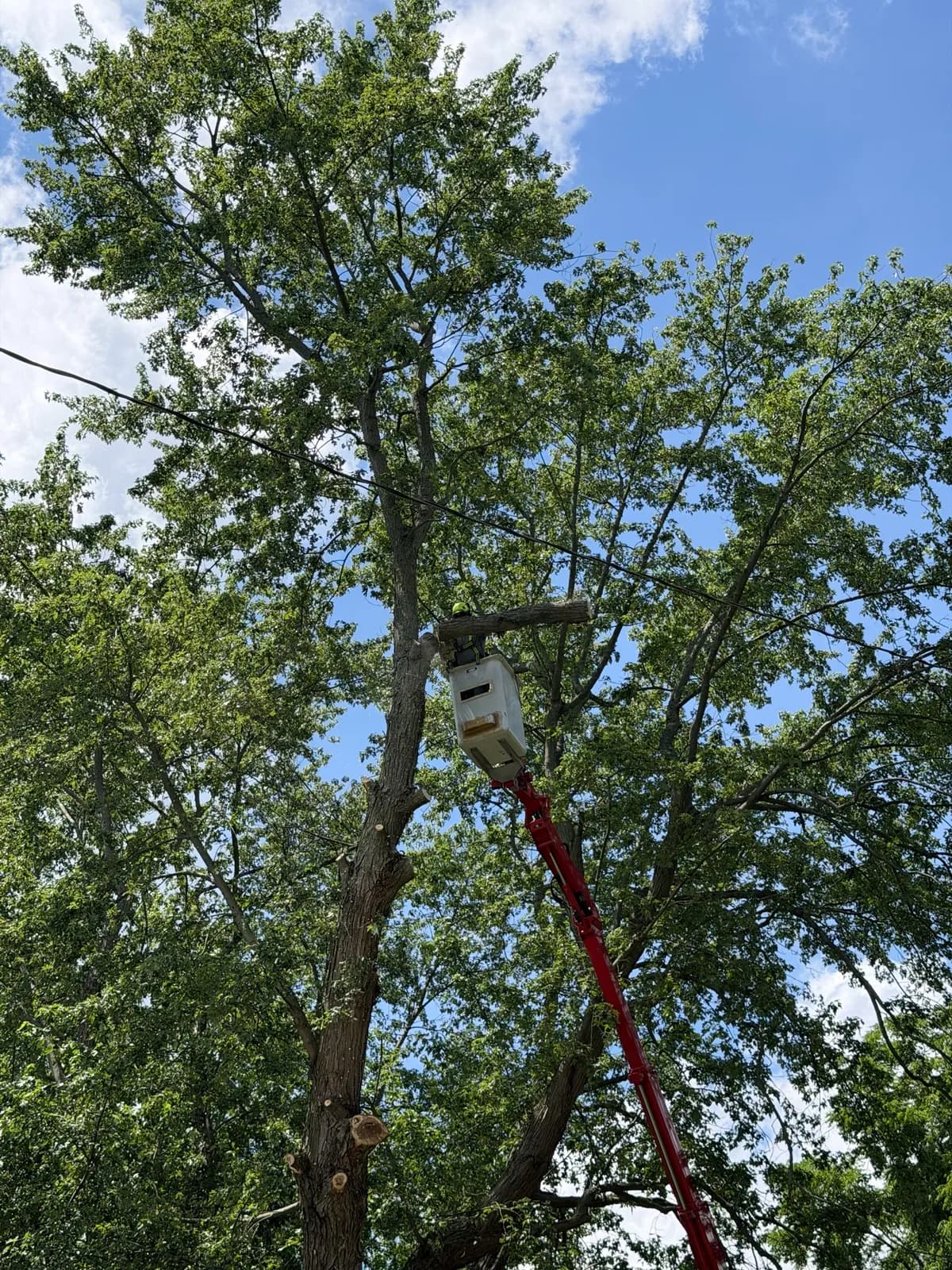 Aerial boom lift working high in a large tree canopy near power lines in Buffalo NY