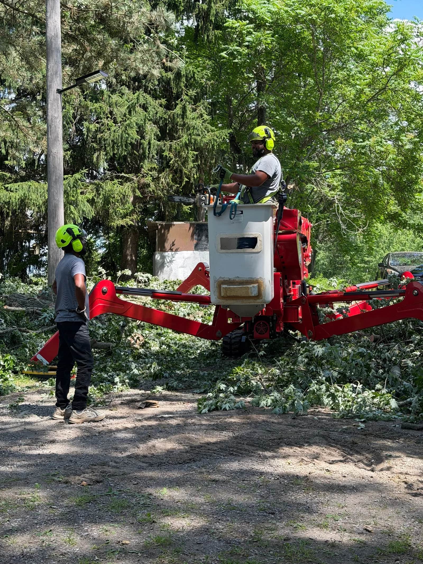 Crane-Assisted Tree Removal: When It's Needed and What It Costs