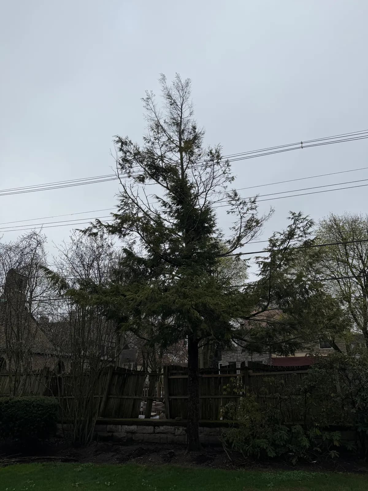 ash tree removal buffalo Buffalo NY
