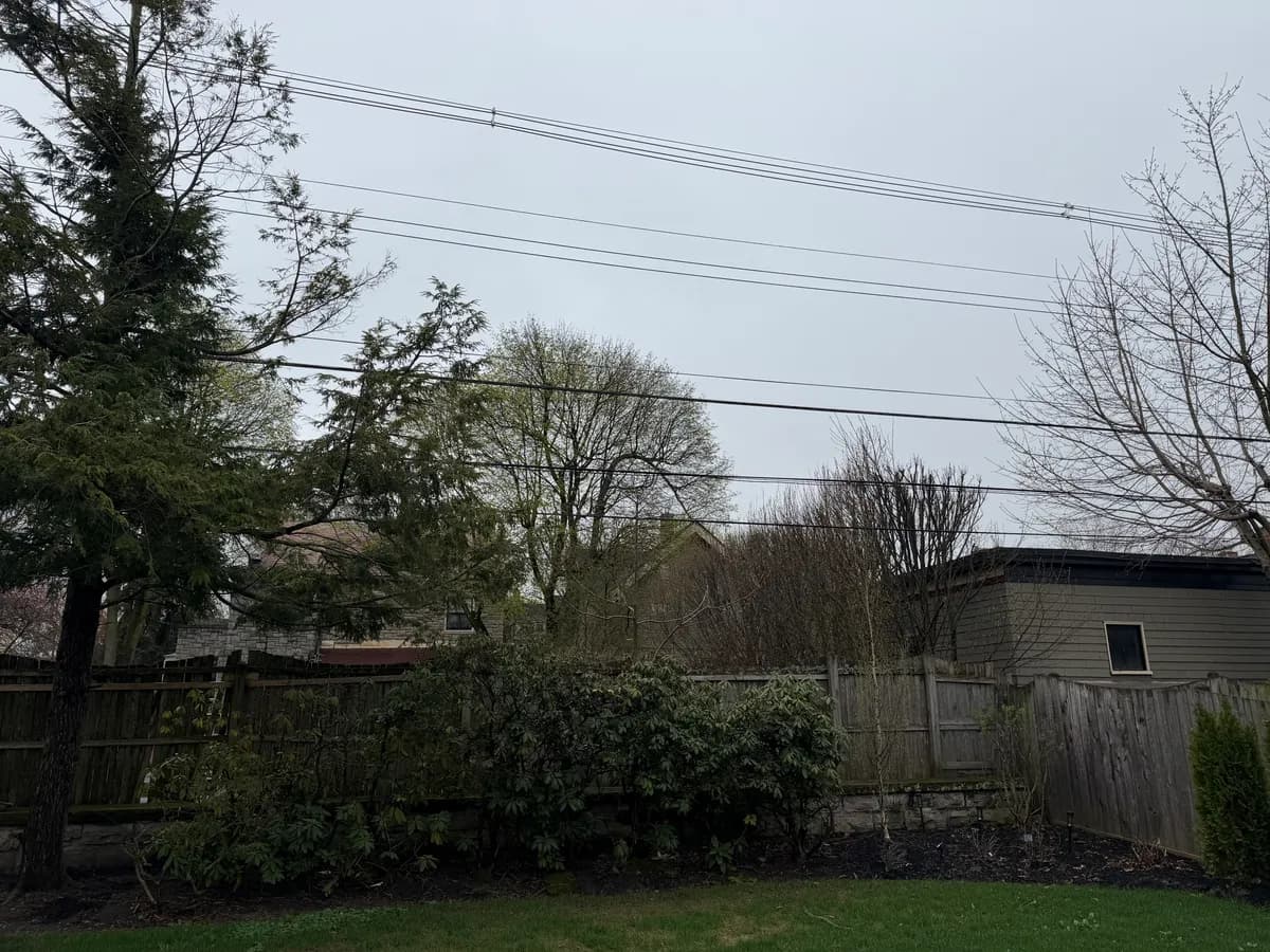 dead ash tree risk buffalo Buffalo NY