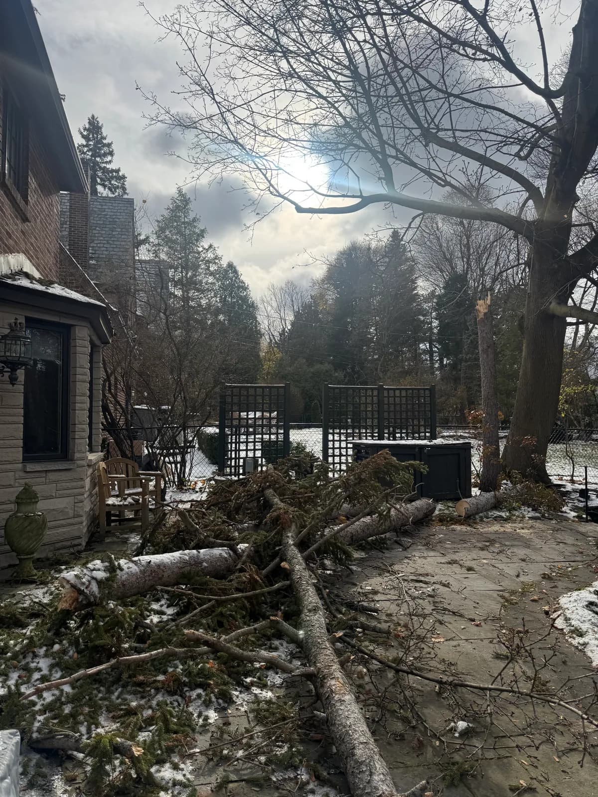 snow weight tree damage buffalo Buffalo NY