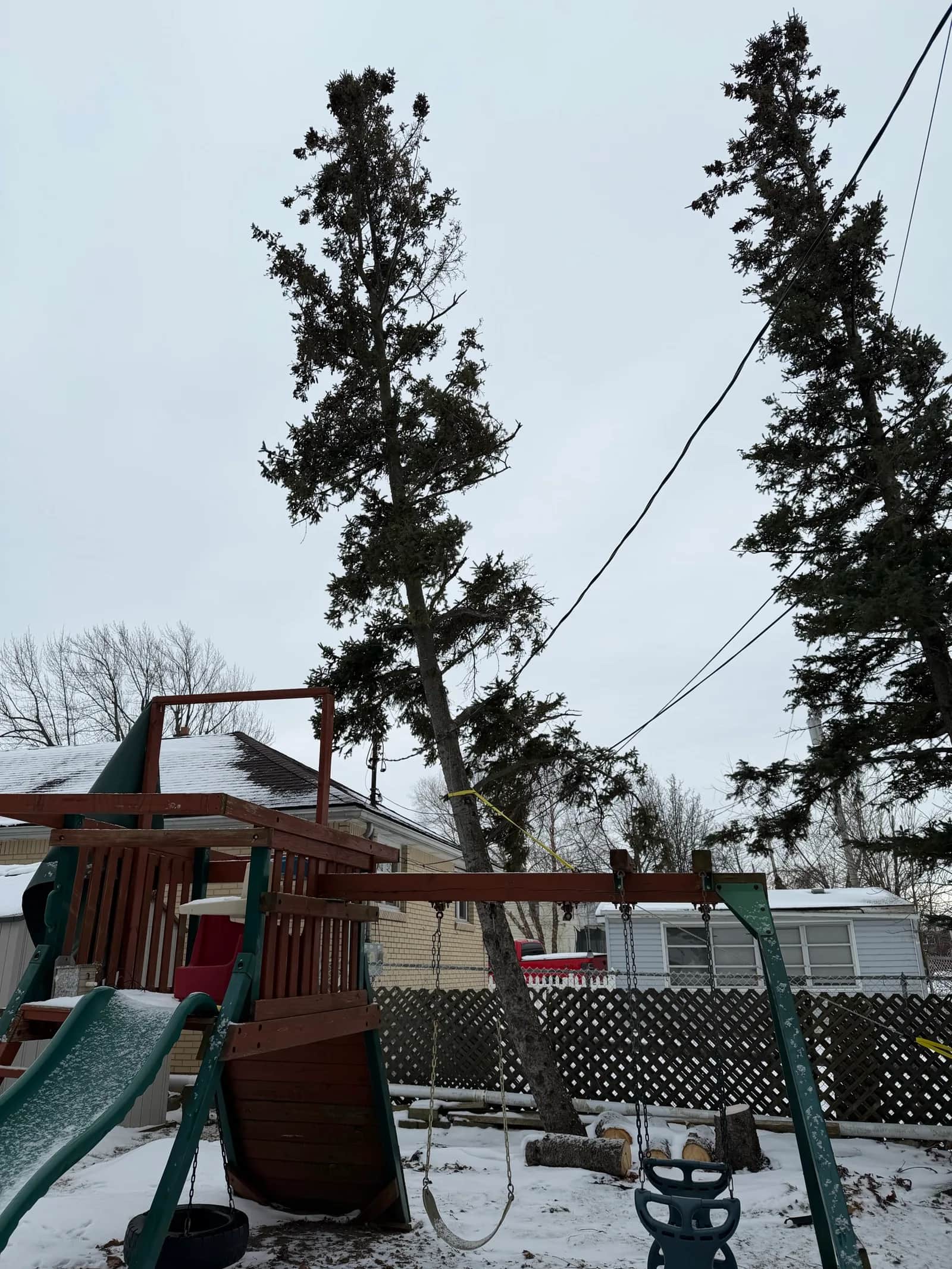 Hazardous Tree Removal: How to Know If a Tree Is a Real Risk