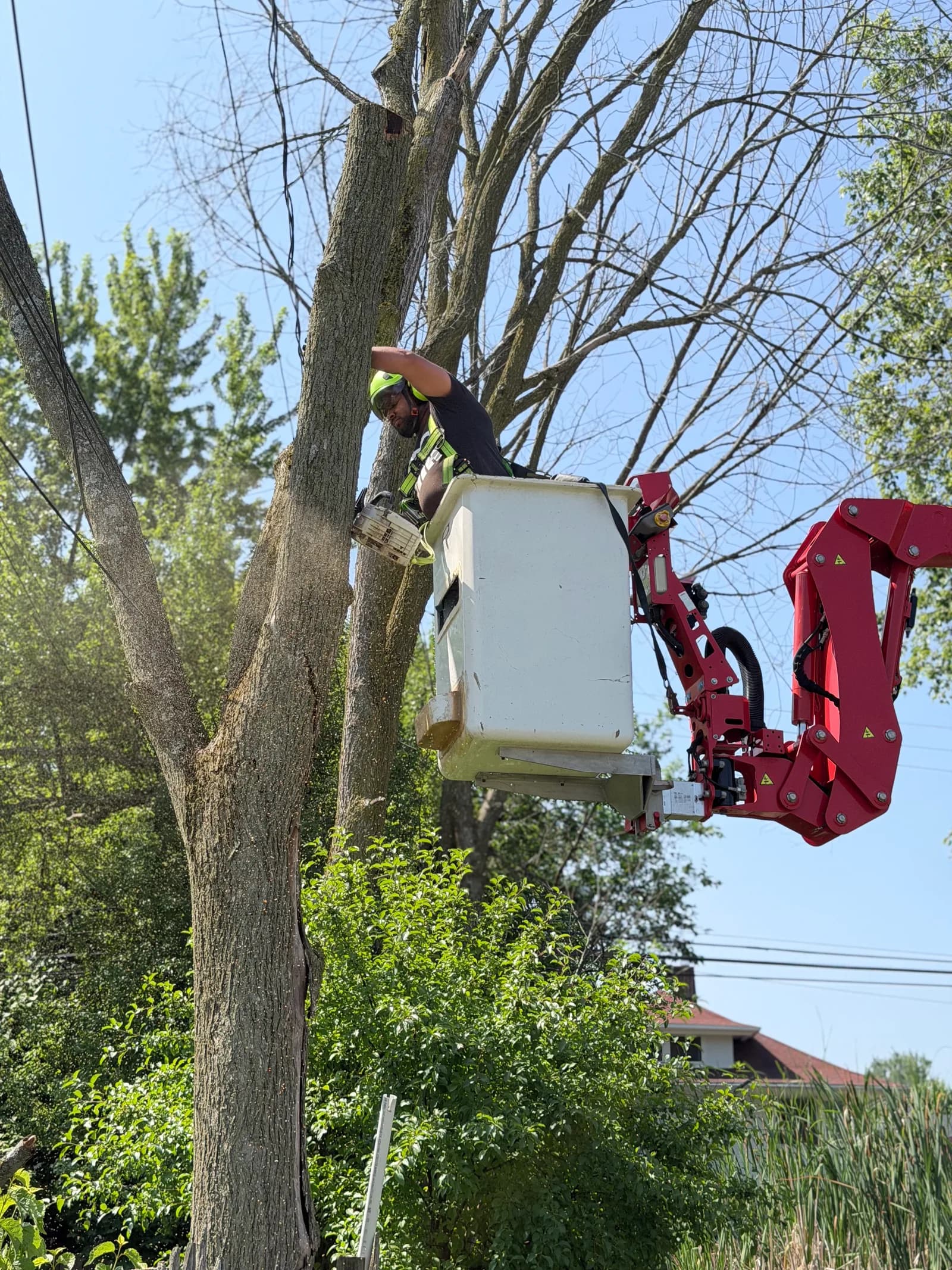 How to choose a tree service in Buffalo NY
