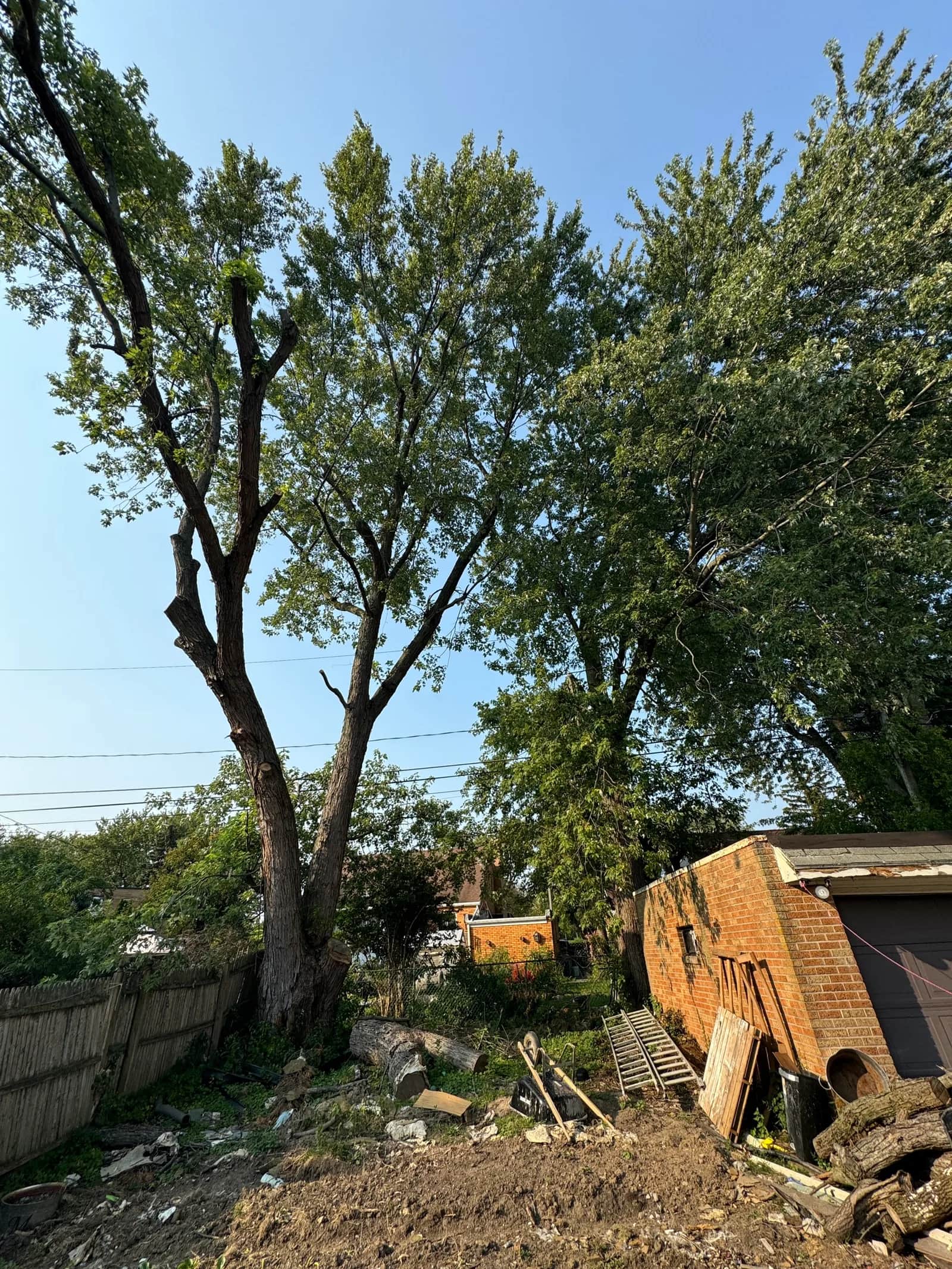 Large Tree Removal Cost in Buffalo NY