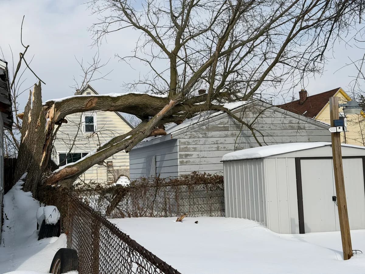 tree leaning toward house buffalo Buffalo NY