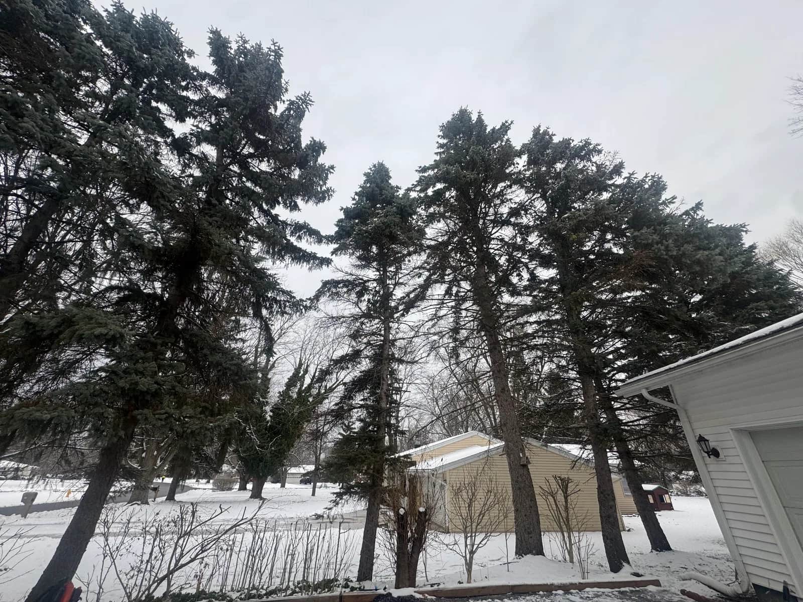 Can Heavy Snow Break Tree Branches in Buffalo Winters?