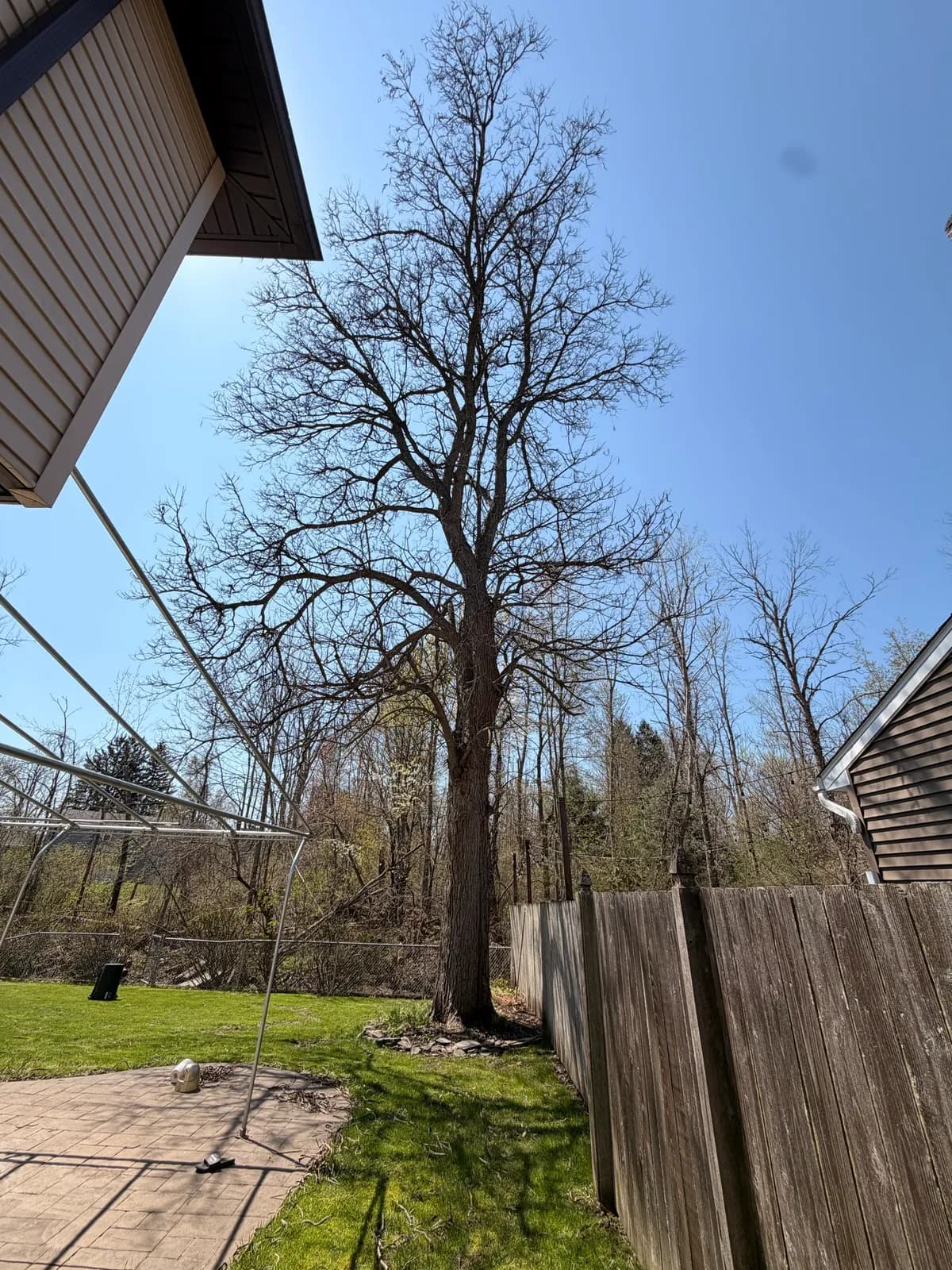Declining ash-like tree canopy and textured bark near a Buffalo NY home showing pest or disease stress