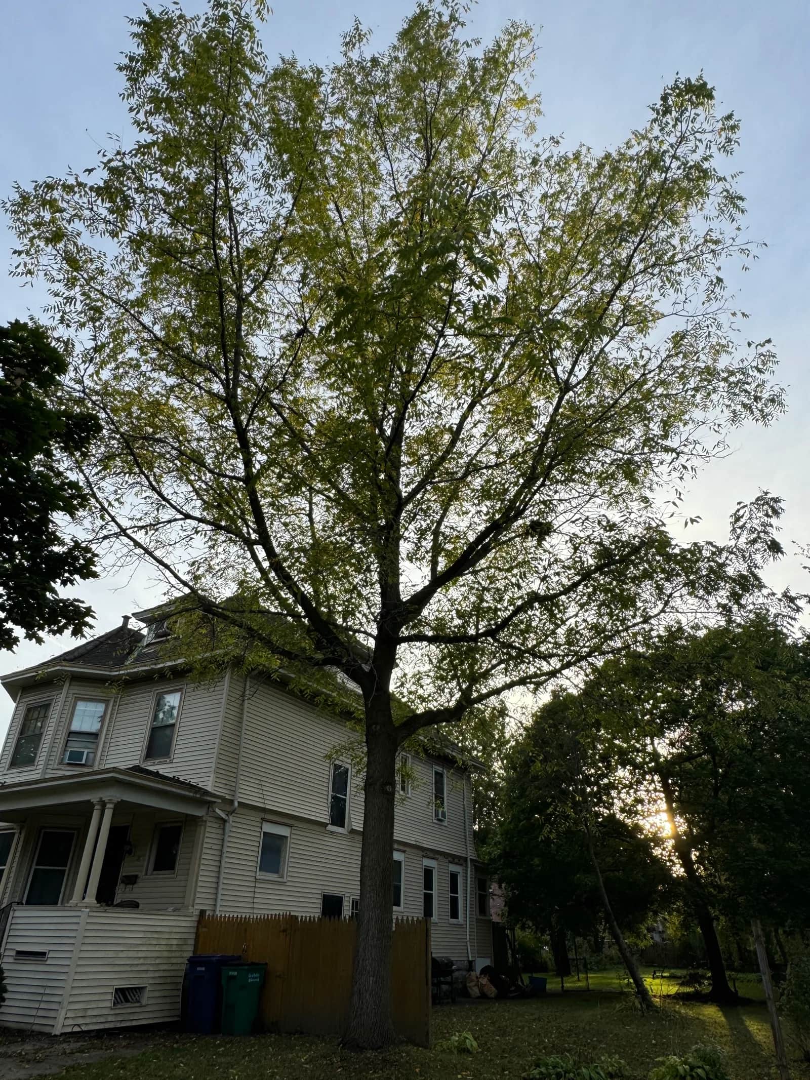 Tree Pest & Disease Treatment in Buffalo NY