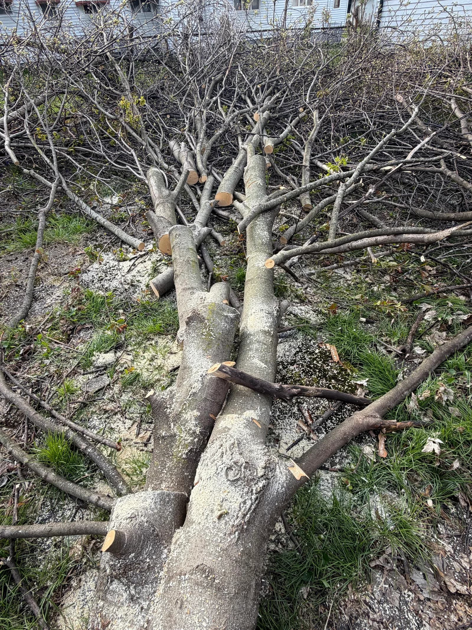 Professional tree removal crew in Buffalo NY