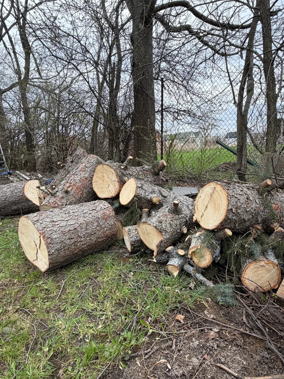 tree removal inspection buffalo Buffalo NY