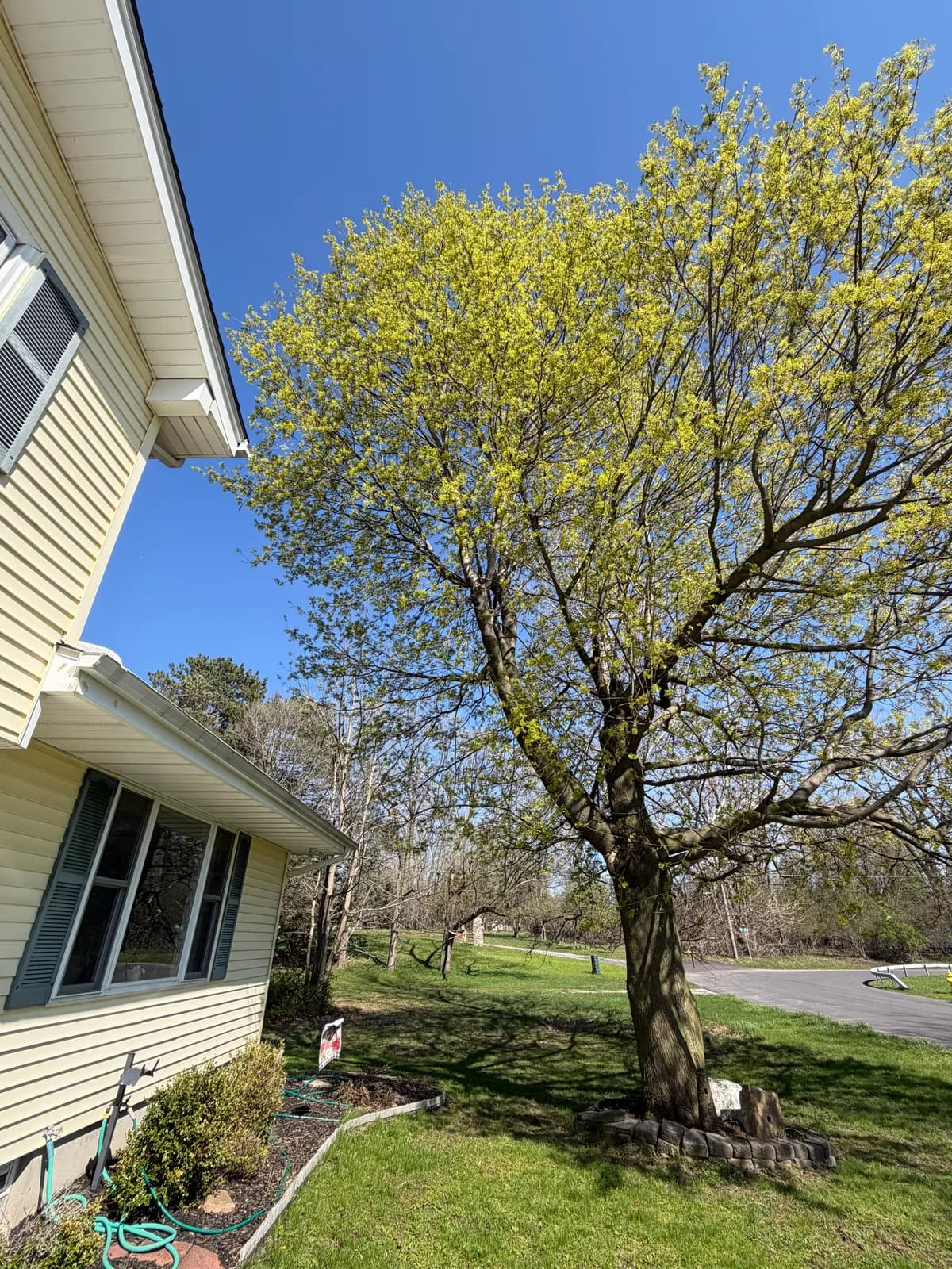 tree removal pricing visit buffalo Buffalo NY