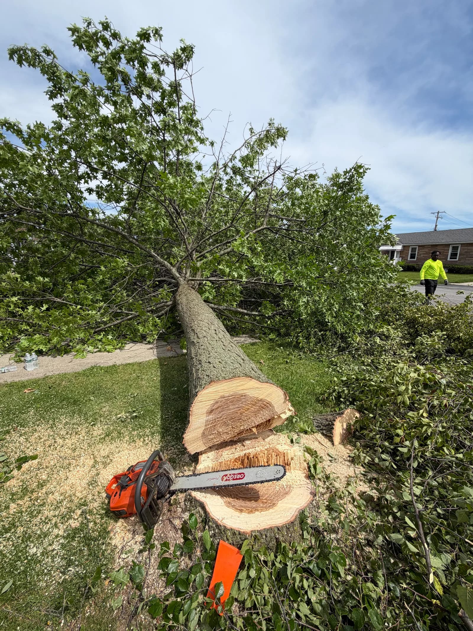 Tree removal versus tree trimming decision in Buffalo NY