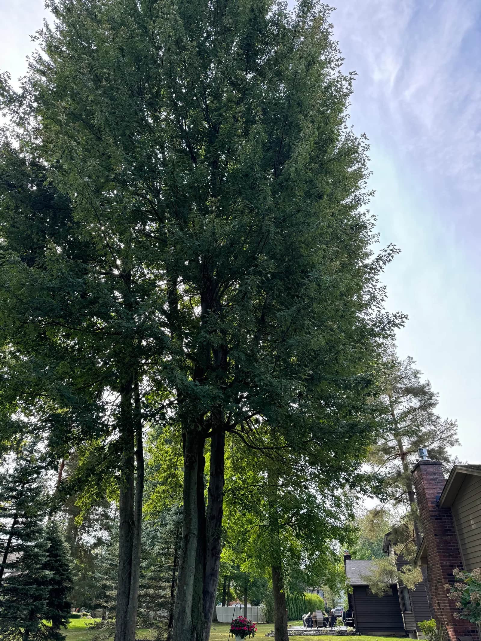 Tree Service vs. Landscaping: Do You Need Both?