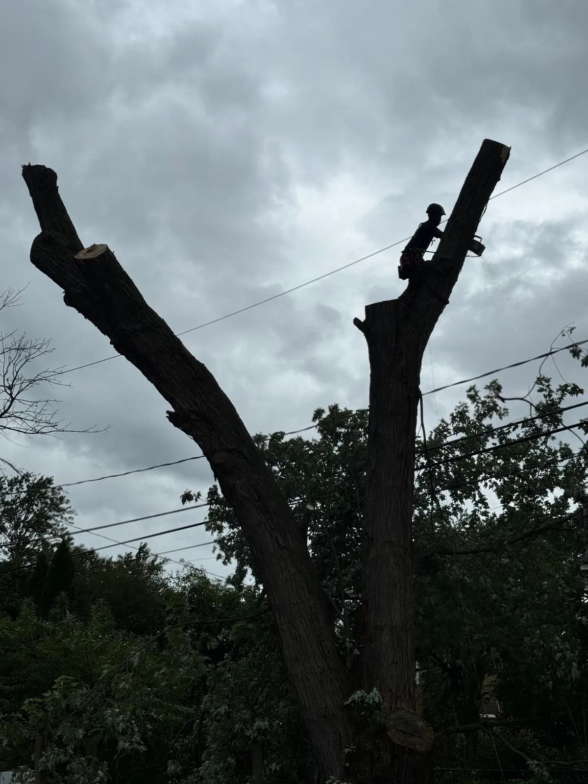 Tree with large branches cut back to stubs illustrating harmful tree topping near power lines in Buffalo NY