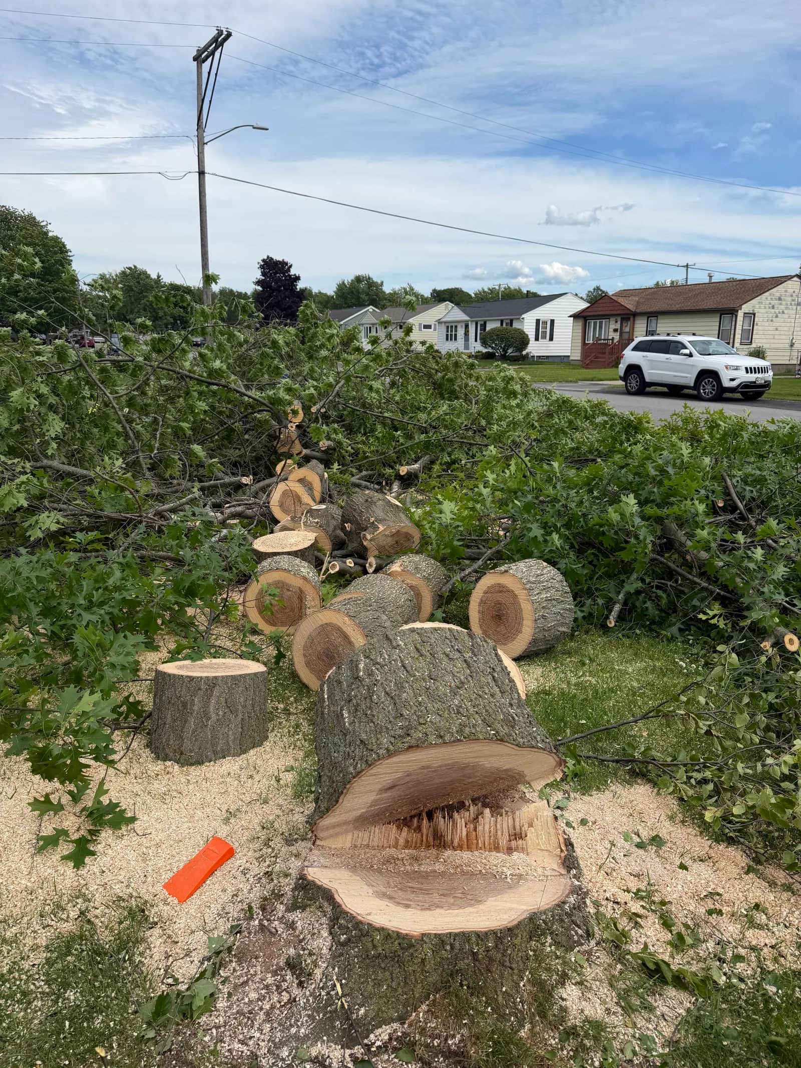 When to Trim Trees in Buffalo NY: A Seasonal Guide